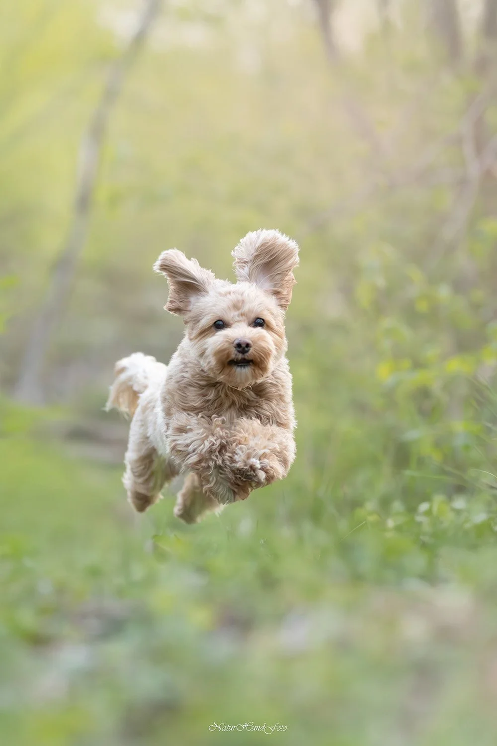 djurfotograf Stockholm Uppsala djurfotografering