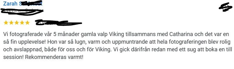 hundfotograf Stockholm hundfotografStockholm hundfotograferingstockholm hundporträttstockholm