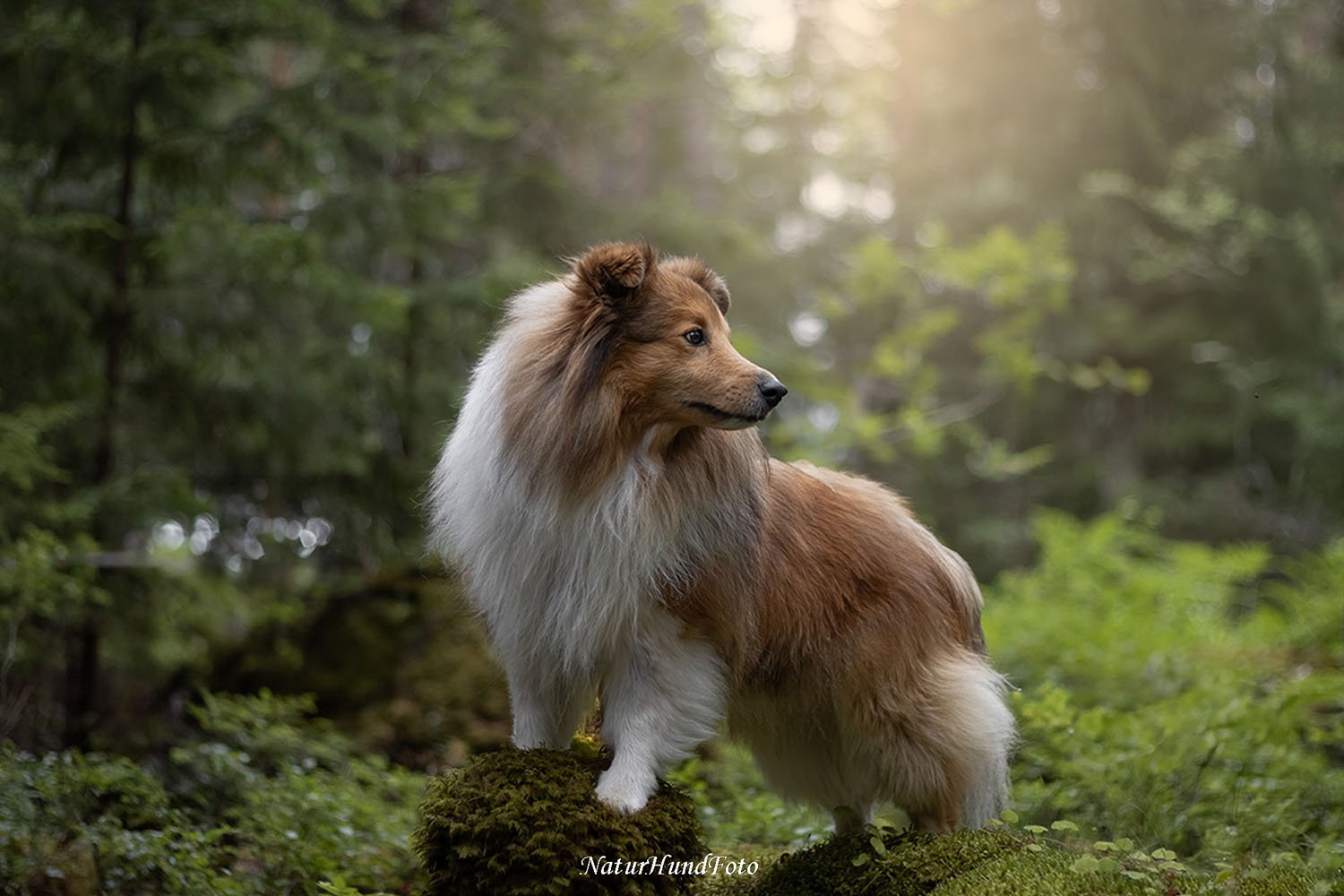 djurfotograf djurfotografering djurporträtt Stockholm husdjursfotografering husdjursfotograf