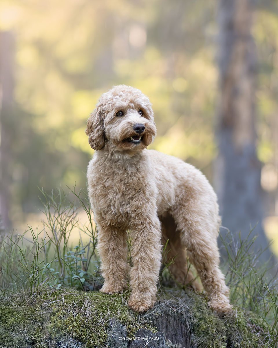 hundfotografering pris Stockholm vad kostar en hundfotografering