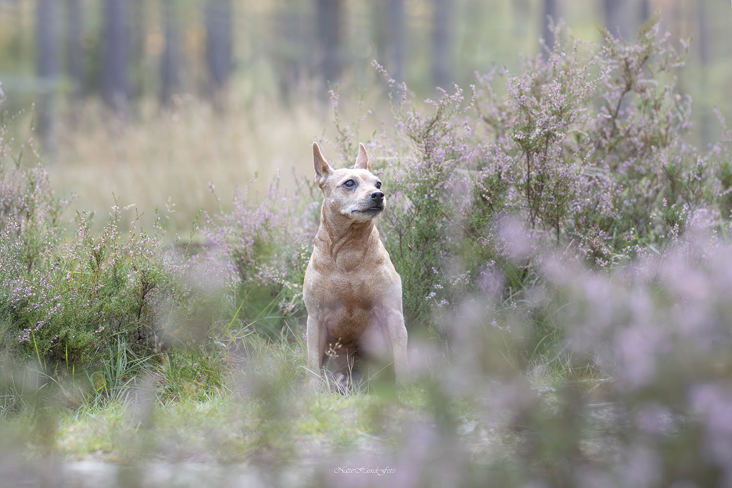 hundfotograf Stockholm hundfotografering hundporträtt