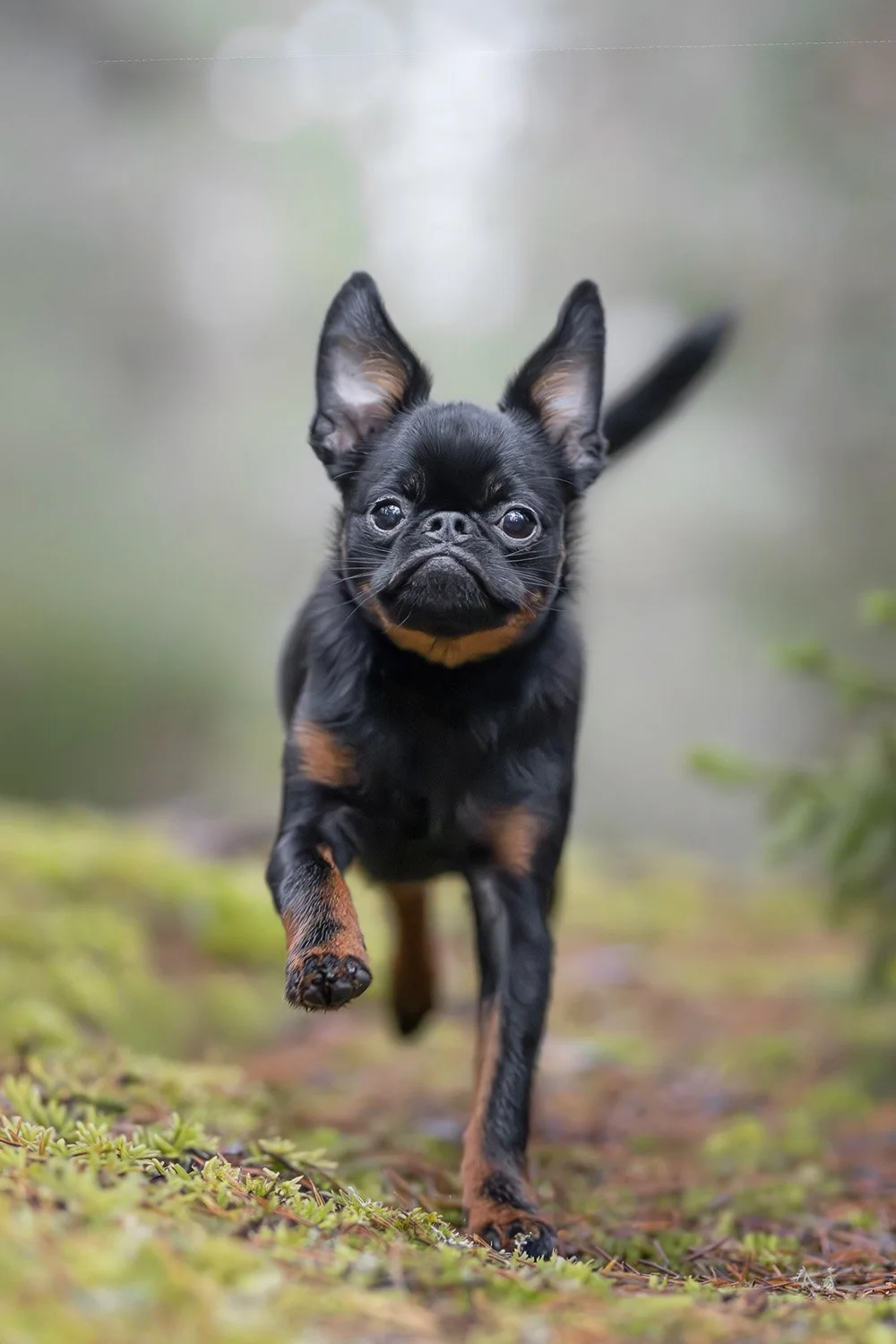 Hundvalp valpfotografering hundvalpfotografering fotografera din valp