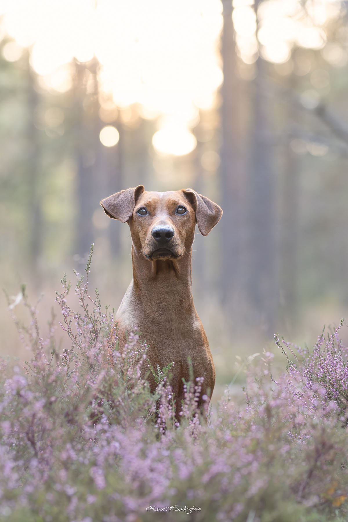 hundfotograf Stockholm hundfotografering hundporträtt