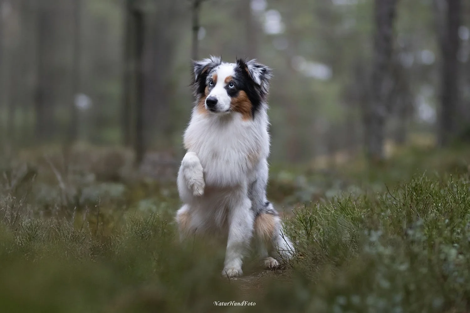 Stockholm boka hundfotografering certifierad fotograf