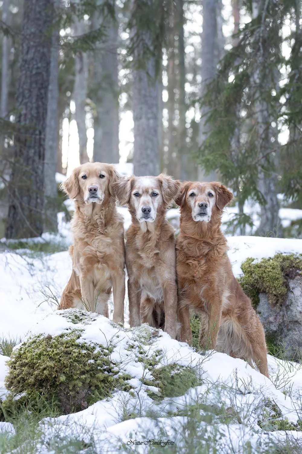 hundfotograf Stockholm hundporträtt