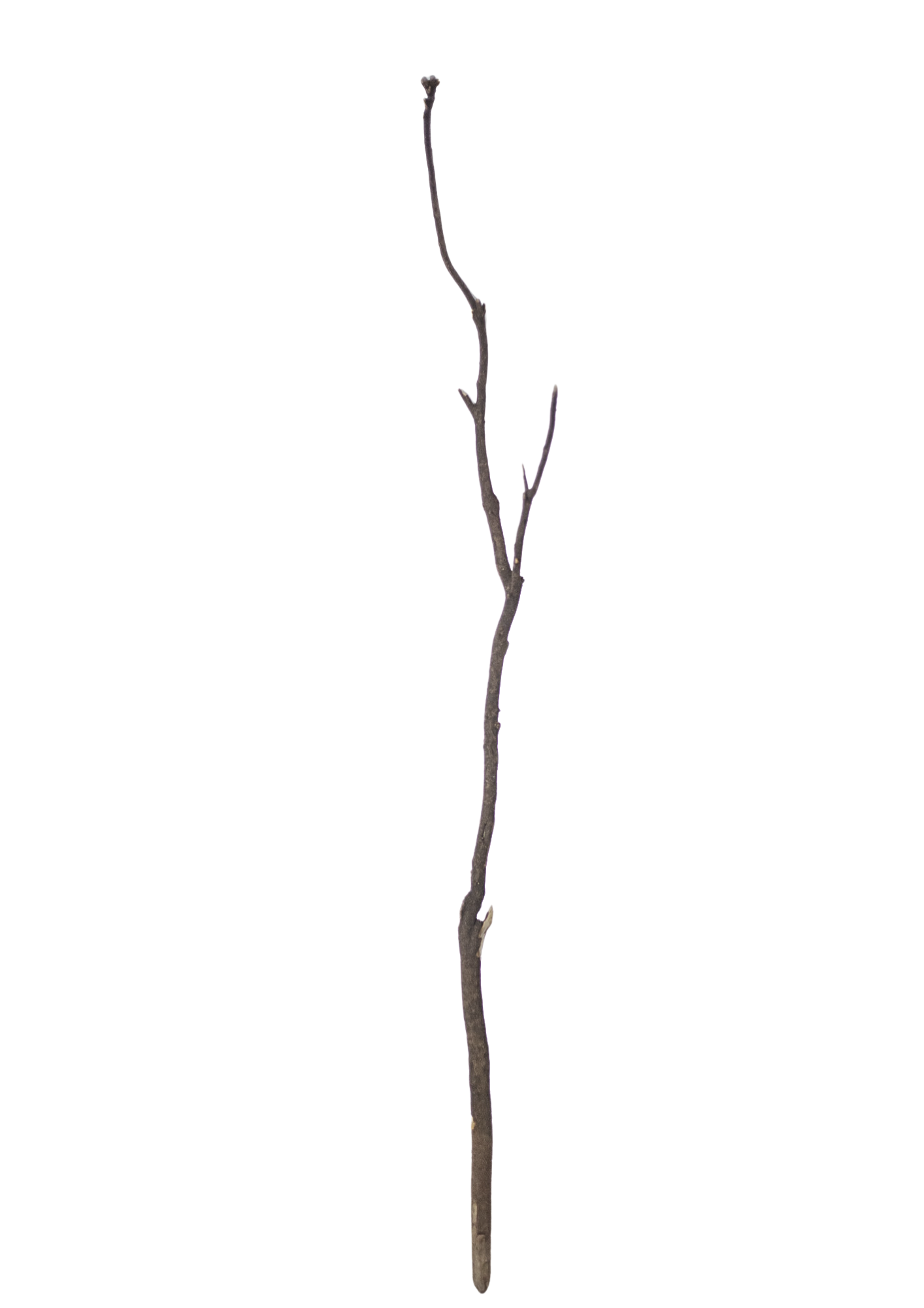 Design sem nome (27).png