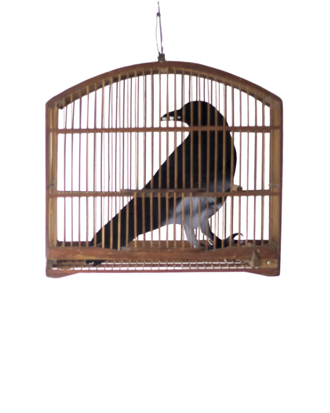 Gaiola 01