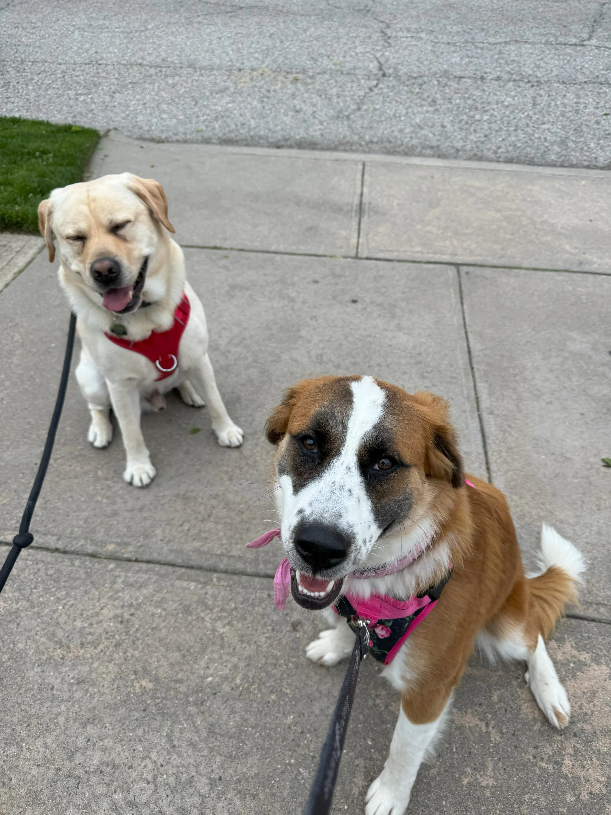 Briggs and Lady outside sitting.jpeg