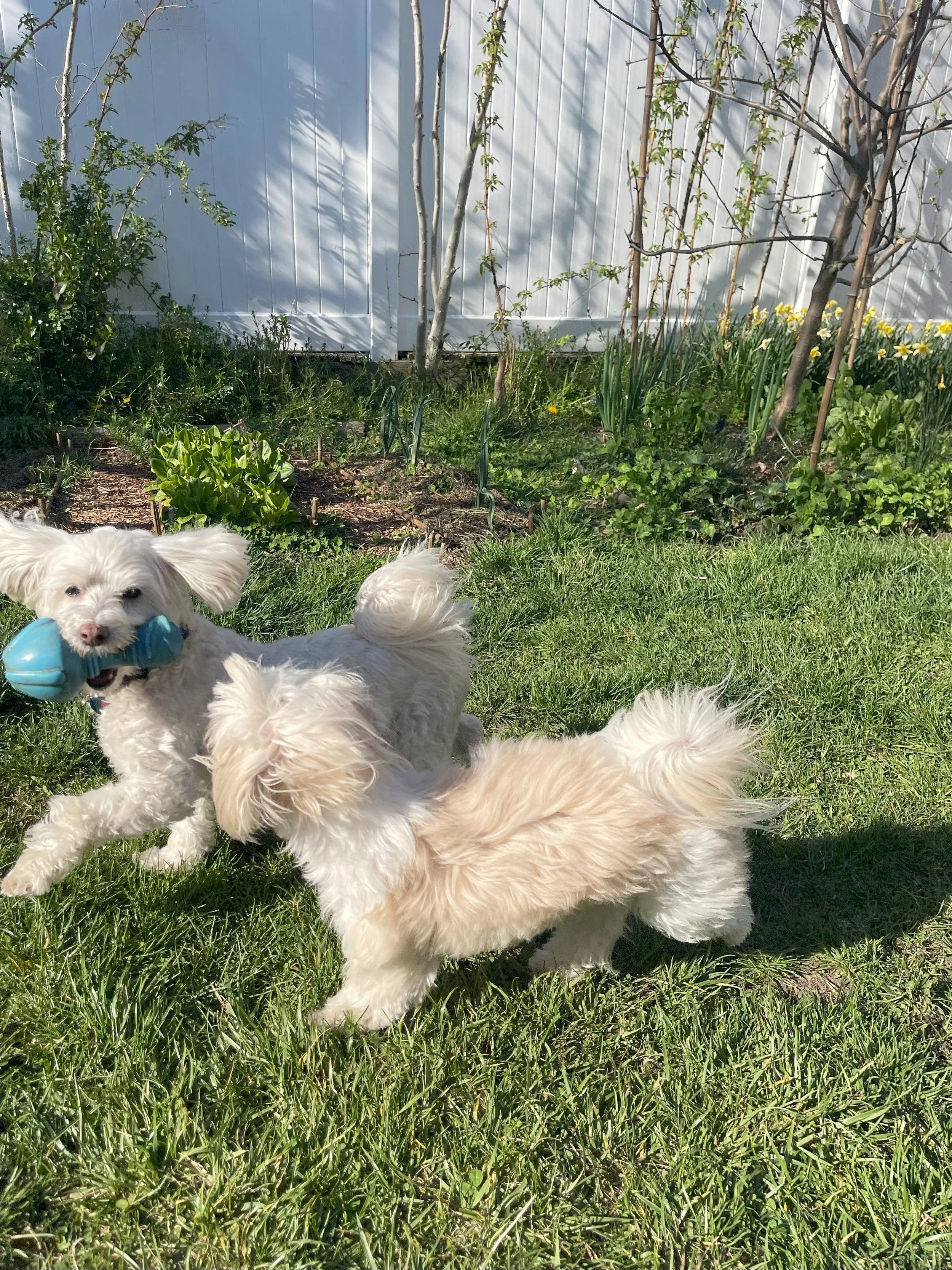 Ranger and Abby.jpeg