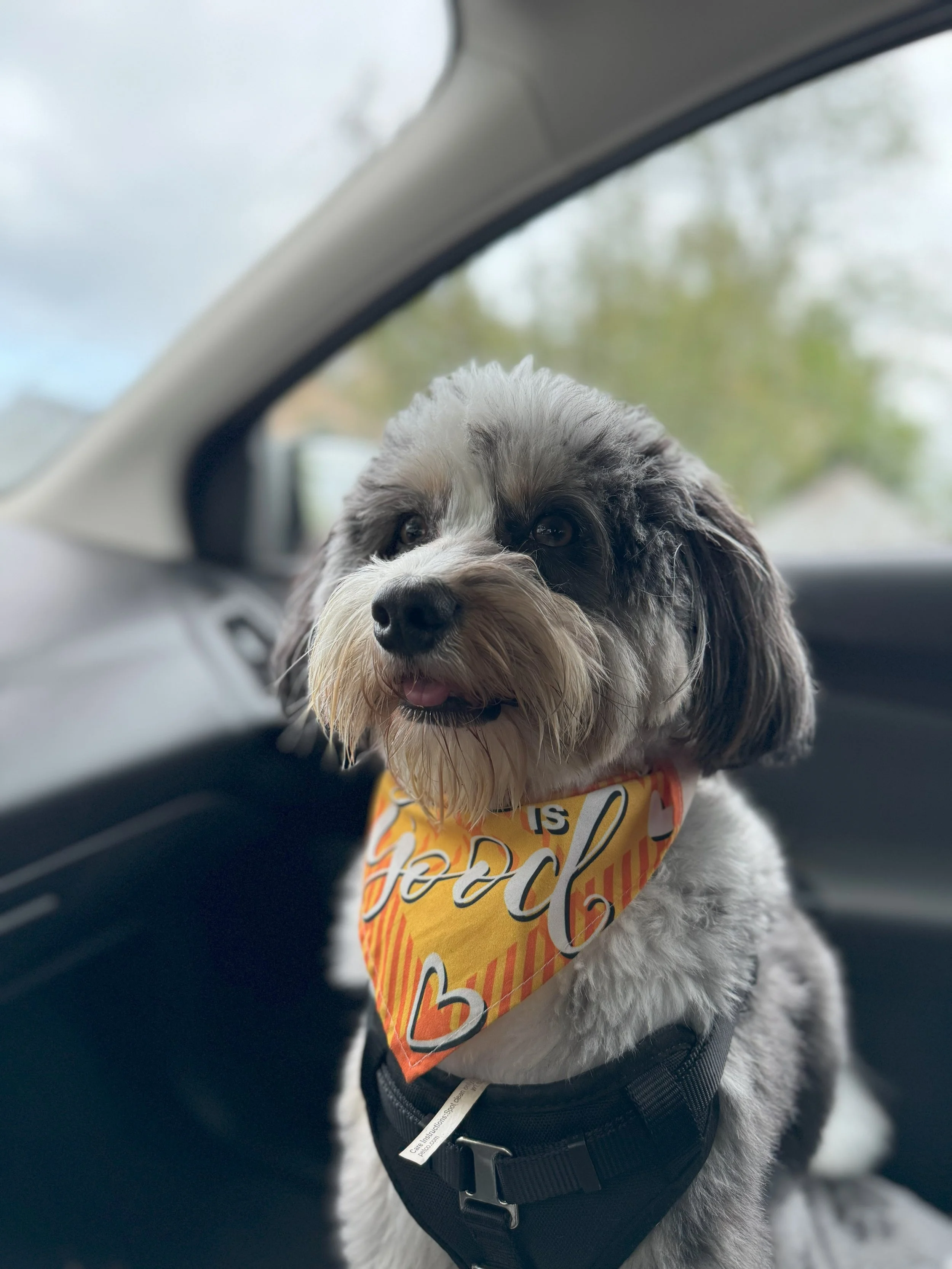 Sammy portrait in car.jpeg