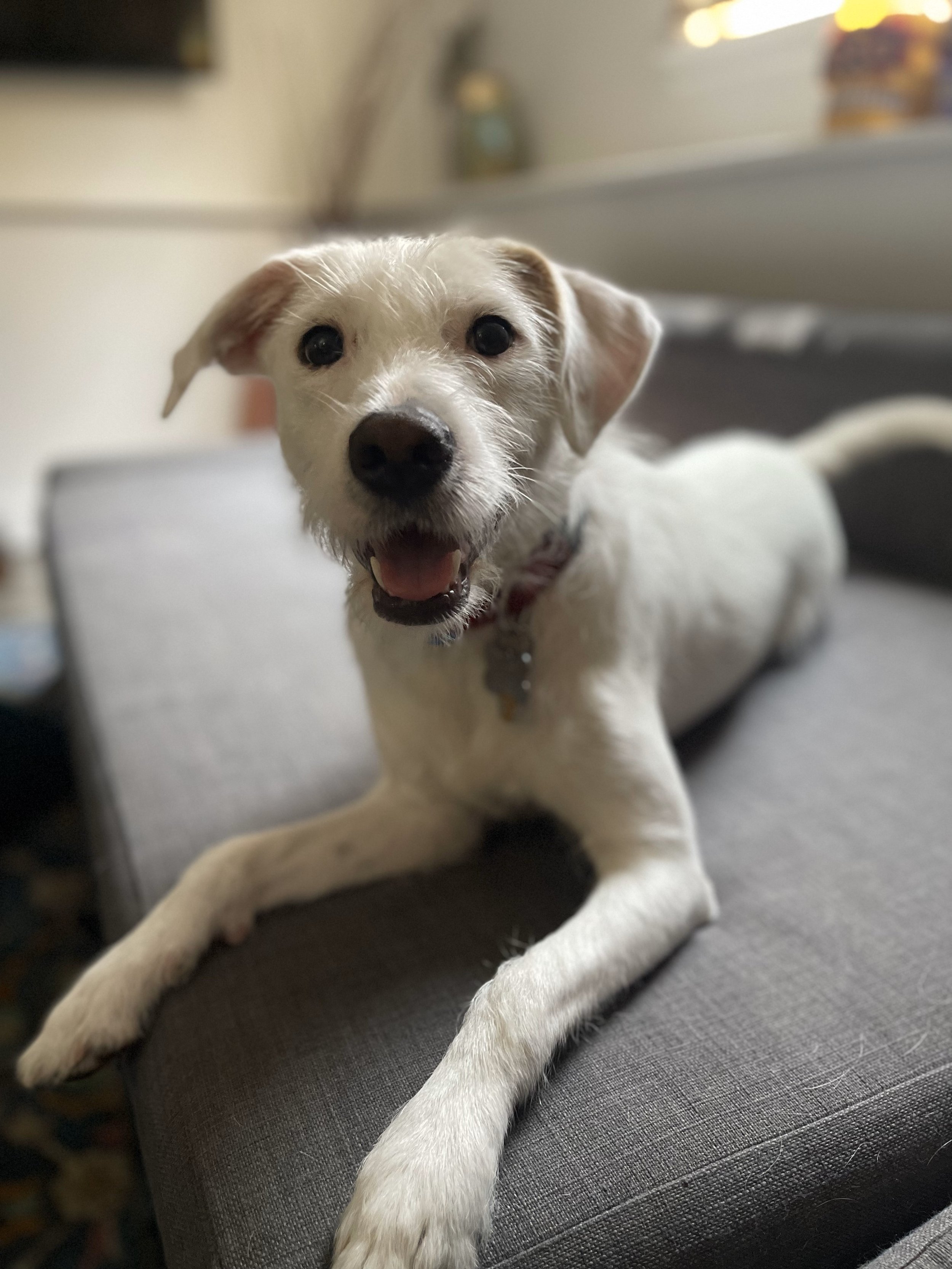 Milo couch.jpeg