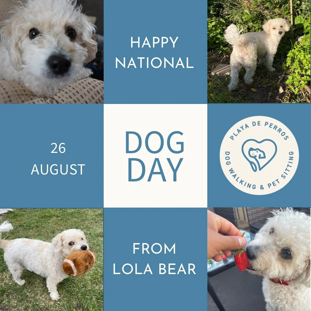 Happy Dog Day! 🤍🐶 From the pupper that started it all. Yep it was me! I convinced dad to quit his old job to spend more time with me and the pups in town. For the dogs!!

#dogday #nationaldogday #pupper #lbny