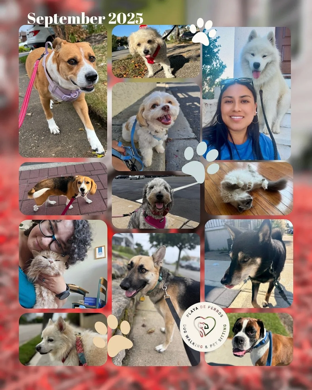 🍂 Fall is here and we&rsquo;re all enjoying the cooler weather and those longer walks. 🐾 Here are snapshots from September. Thank you for being a part of it! 💙

#LBNY #PetSitter #DogWalker #CatSitter  #PlayaDePerros #PetCareProfessionals #DogSitti