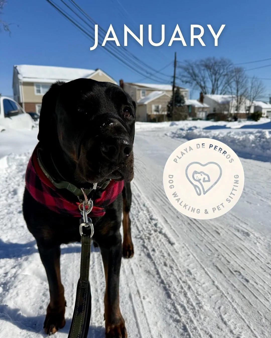 January 2026 was a cold one! ❄️ We stayed safe during walks and rounded off visits with lots of indoor love.

A big thank you to Diana. She&rsquo;s moved, and she&rsquo;ll miss all the pups as much as they&rsquo;ll miss her. On behalf of our team and