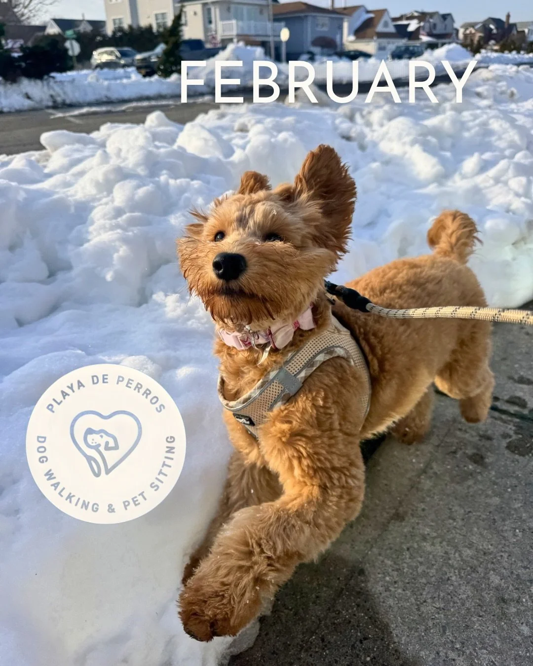 January ✅ February ✅ There were fun moments playing in the snow but we&rsquo;re definitely looking forward to the warmer months ahead!

We&rsquo;d also like to welcome Mike to the team. He has a genuine passion for animal care and a volunteer at the 