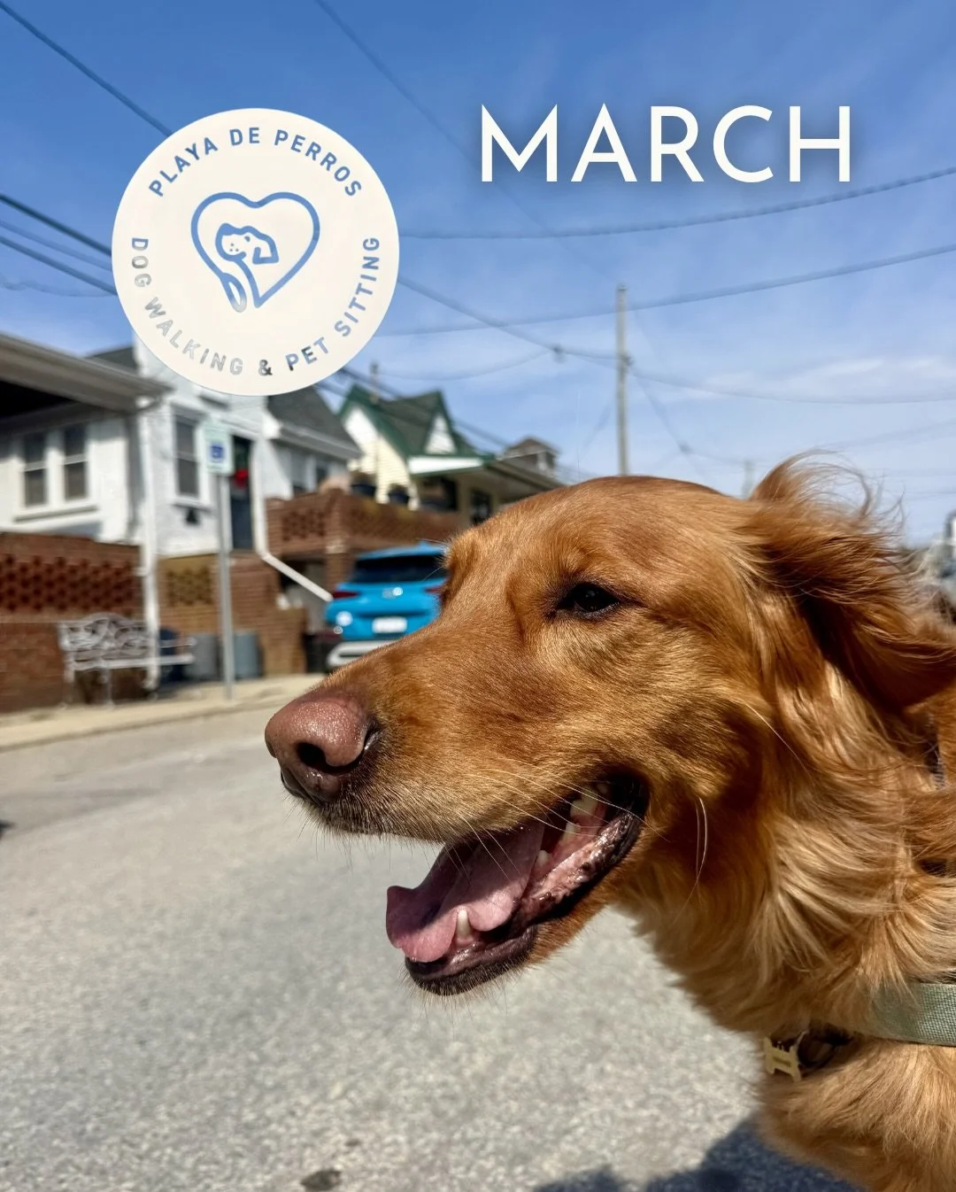 Happy Spring! ☀️ Here are some of the pawesome pups we cared for this March. 😊

Join the tail wagging fun. Link in our Bio! 🐾

#dogwalker #petsitter #dog