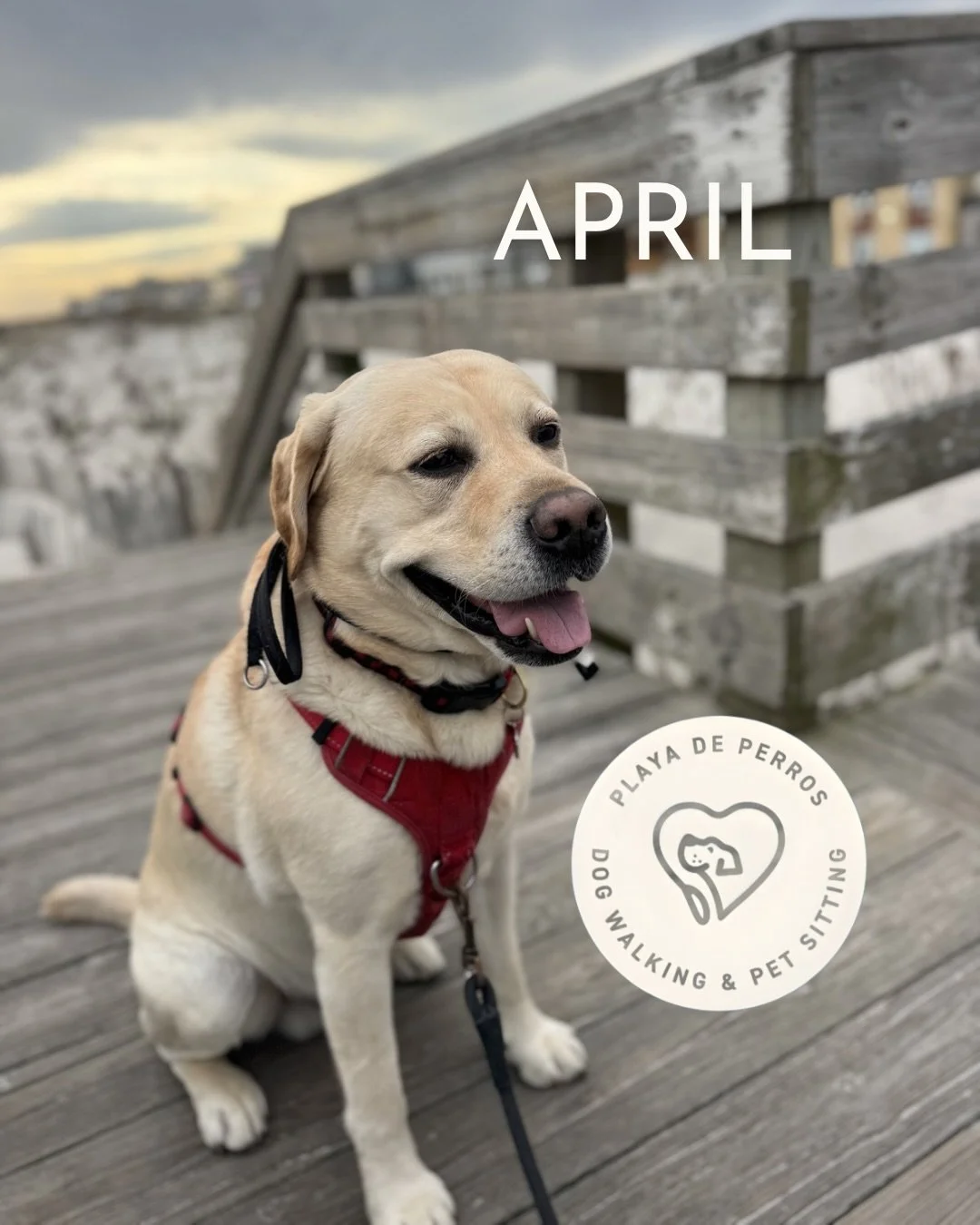 So much puppy love showering us through April. We love what we do! 💙

#LBNY #PetSitter #DogWalker #DogSitting #LocalPetCare
