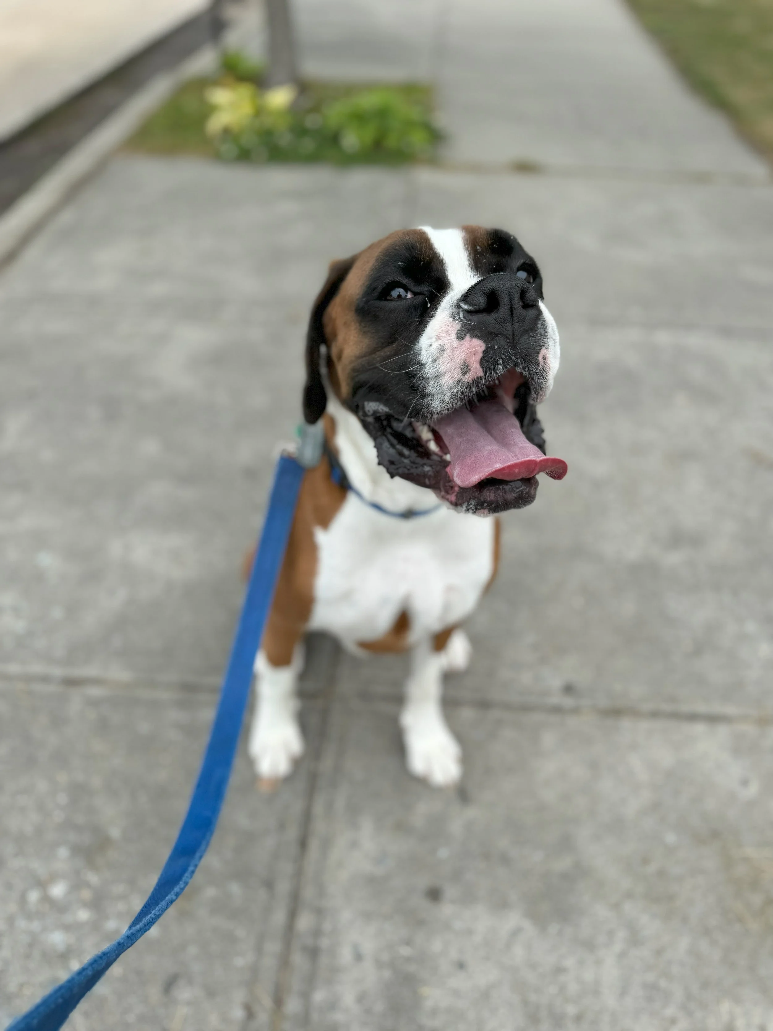 Oscar smiling portrait.jpeg