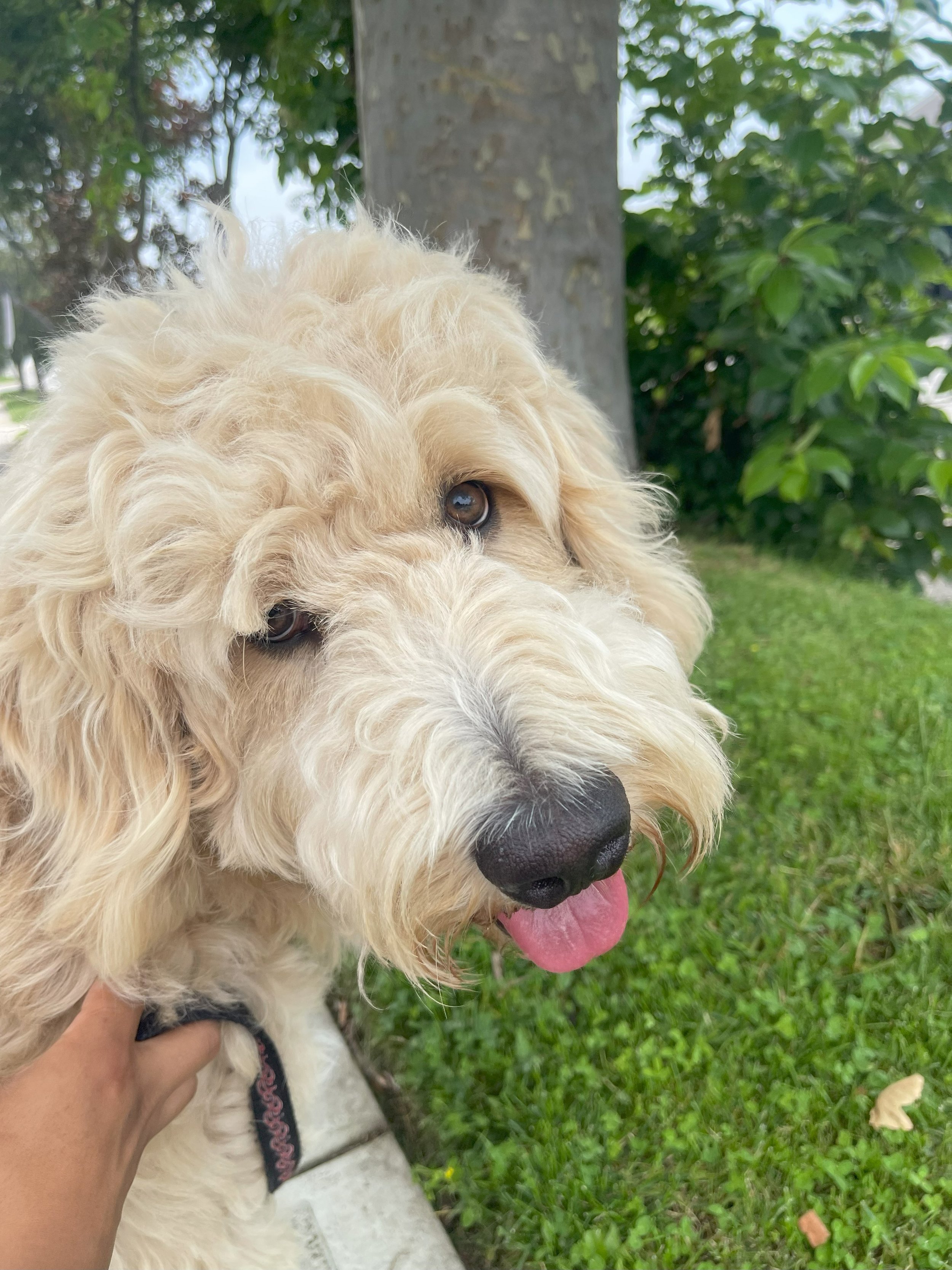 Cruz tongue out.jpeg