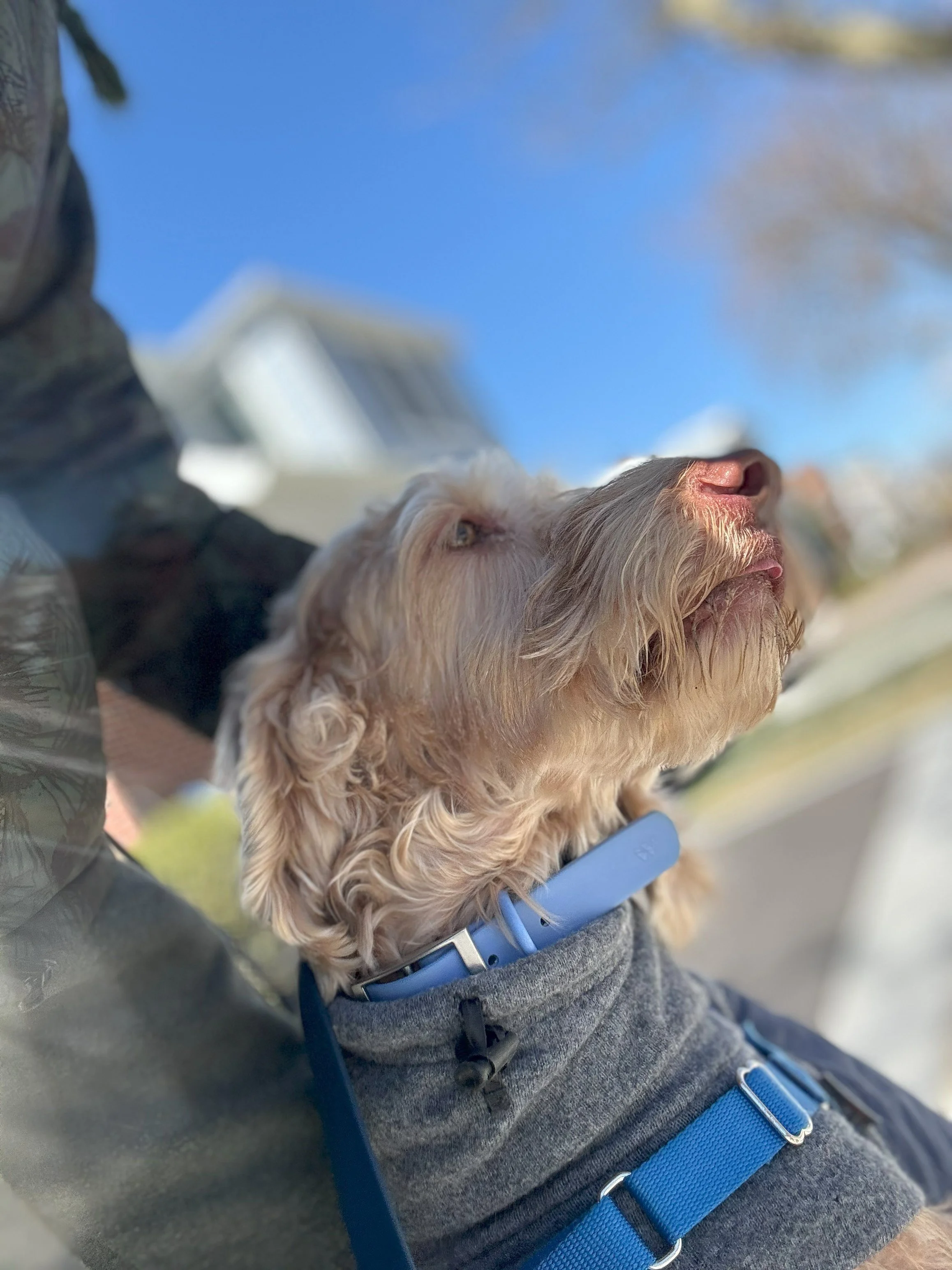 Bramble portrait.jpeg