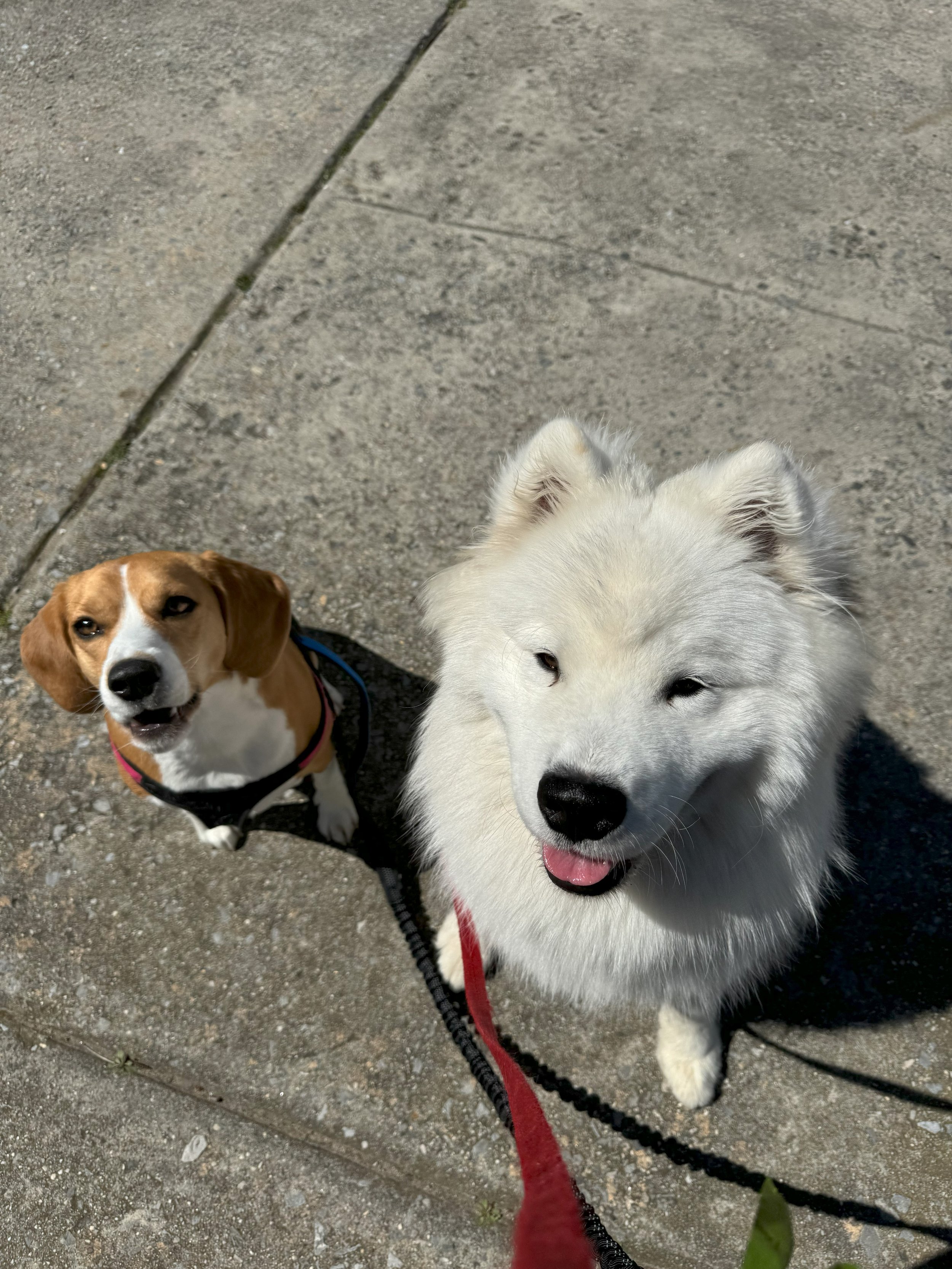 Aspen and Mandu!.jpeg