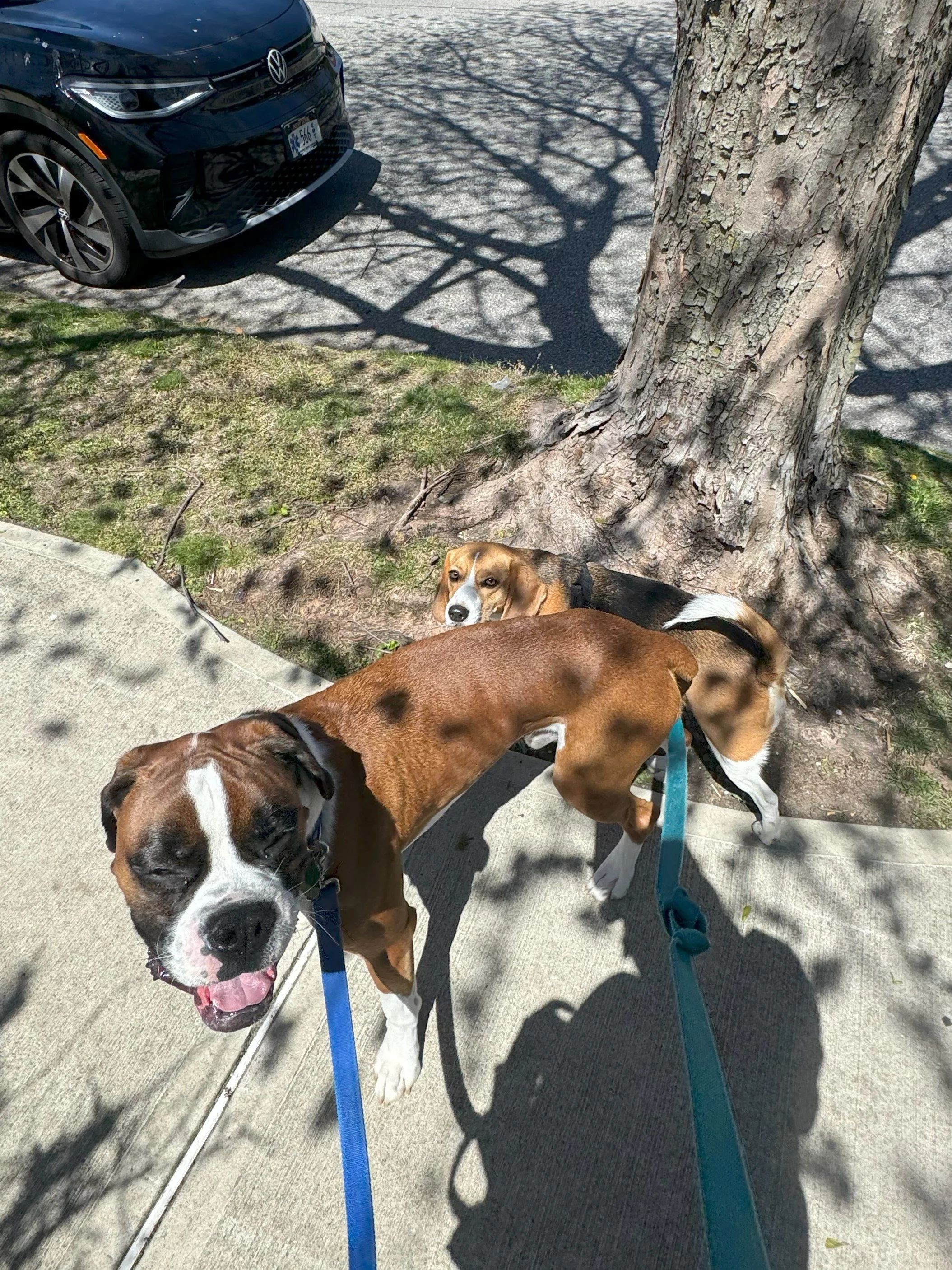 Oscar & Mandu walk.jpeg