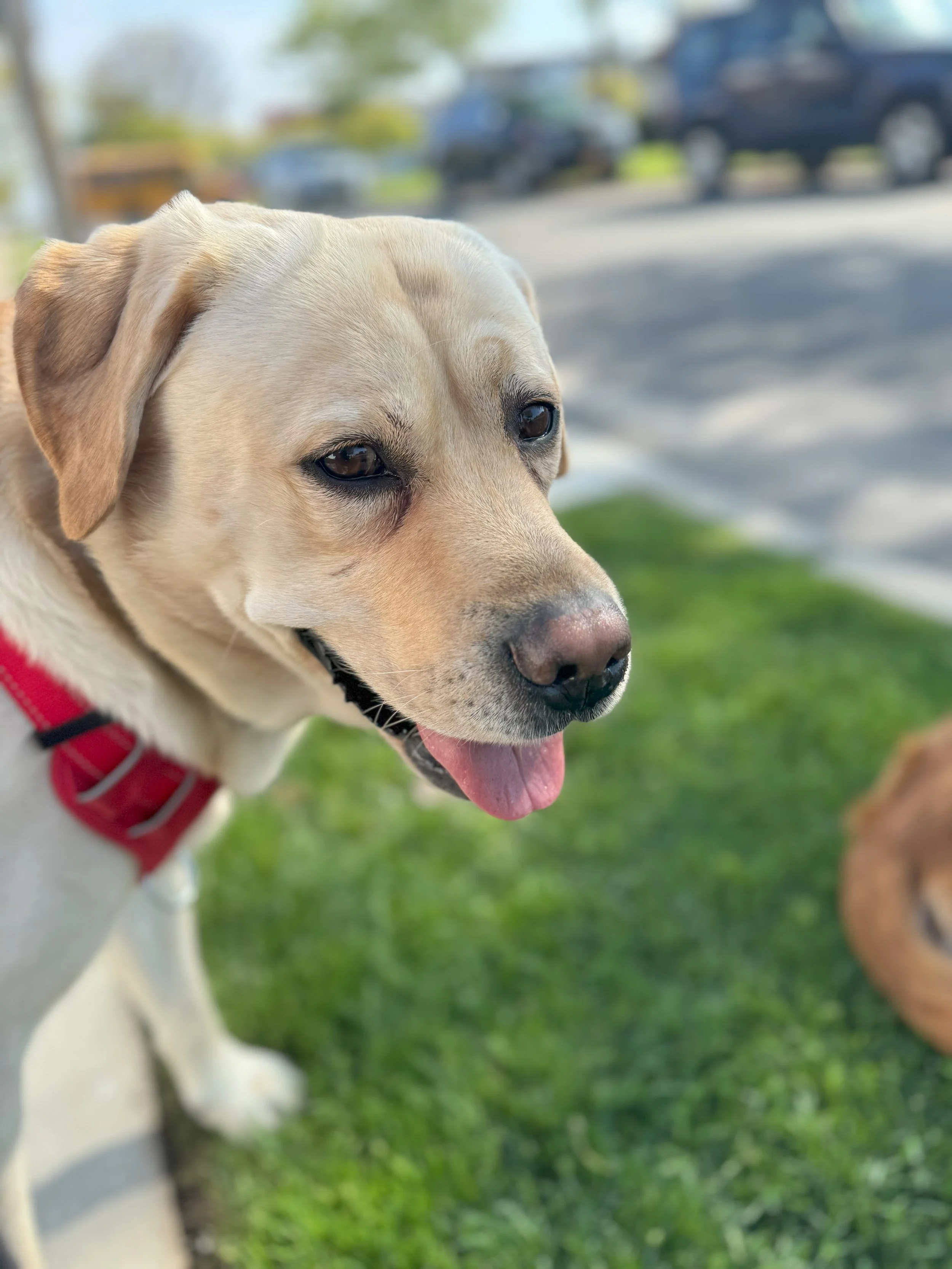 Briggs protrait.jpeg