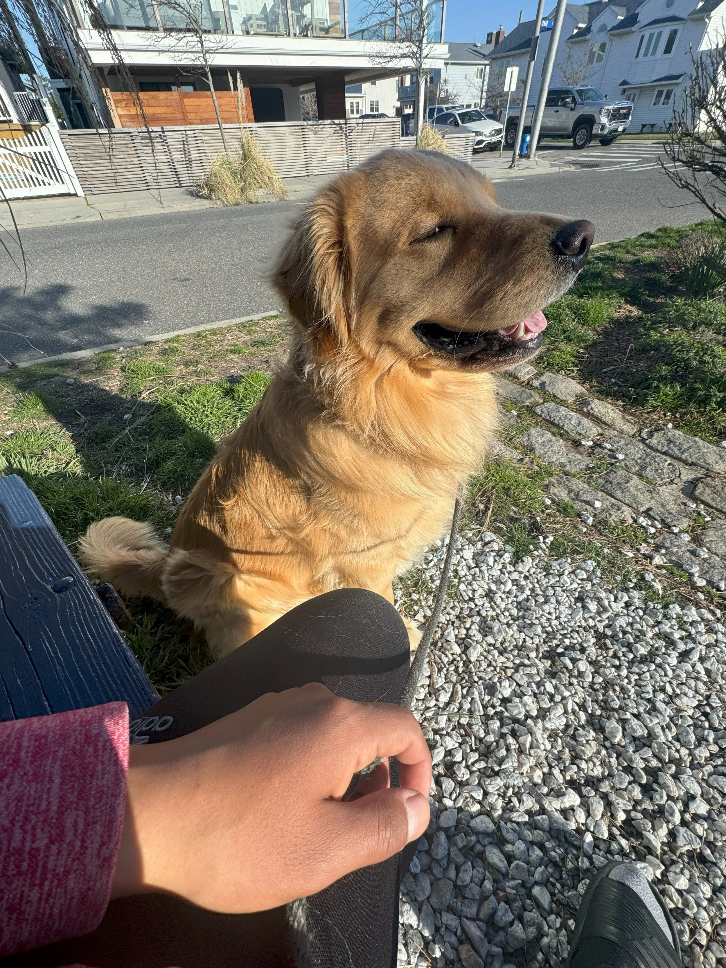Ringo sitting island bench.jpeg