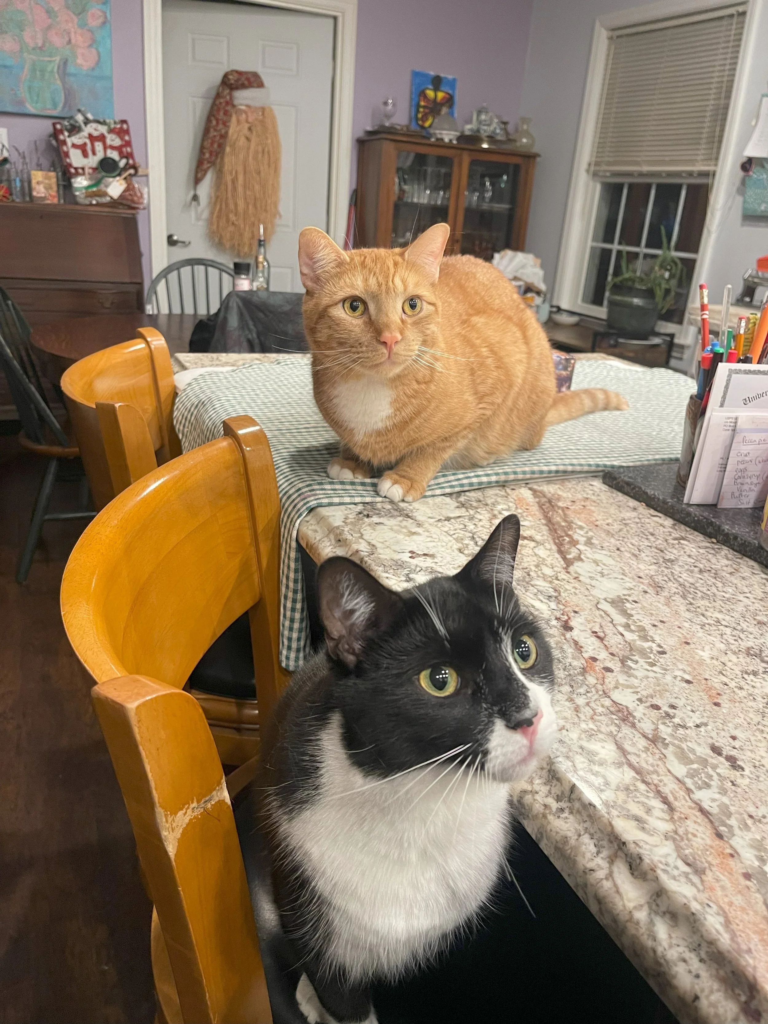 Bingo kitty friends both.jpeg