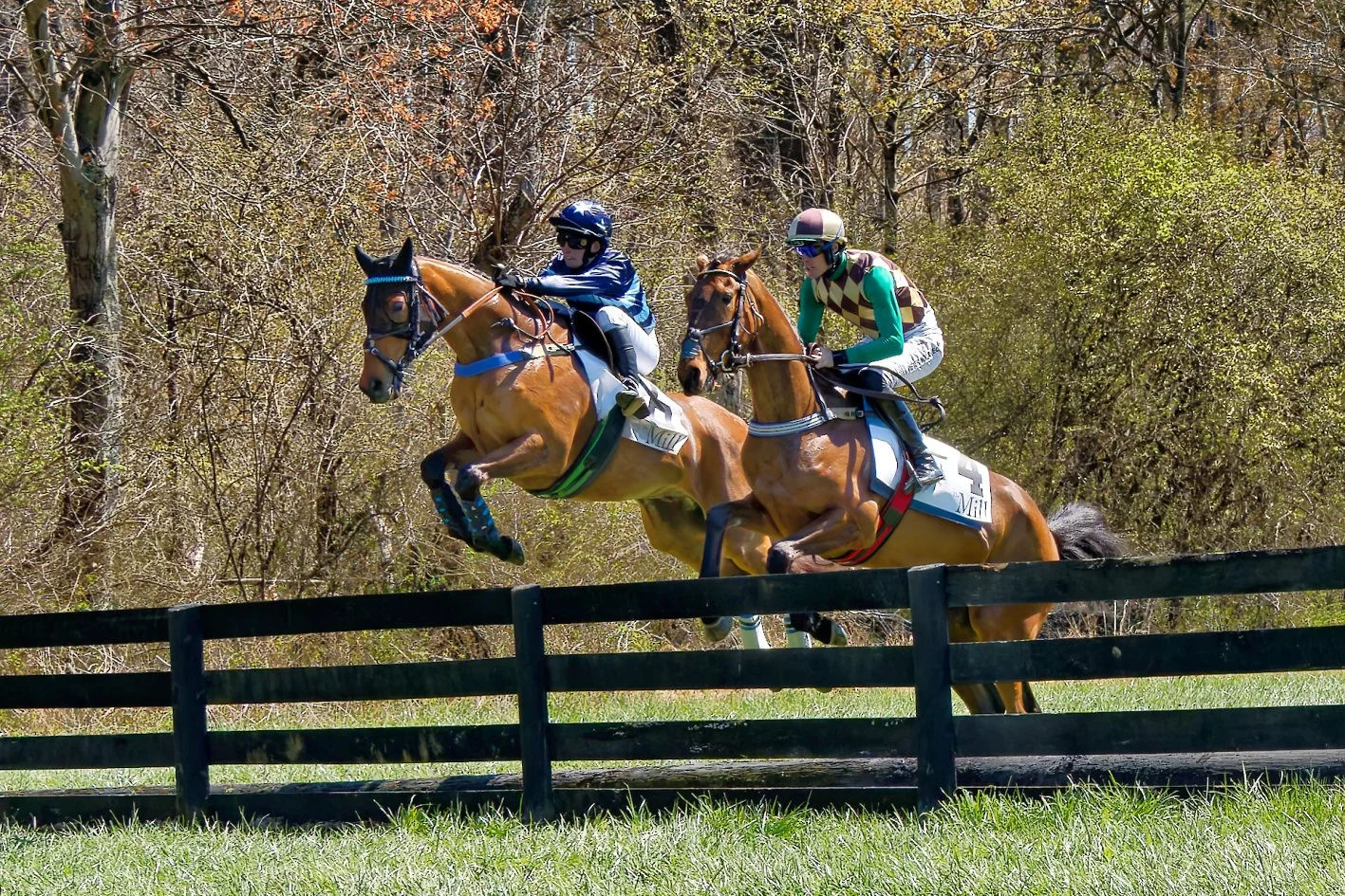 Two racehorses with jockeys jumping over a hurdle during a steeplechase race in a grassy field with trees in the background.