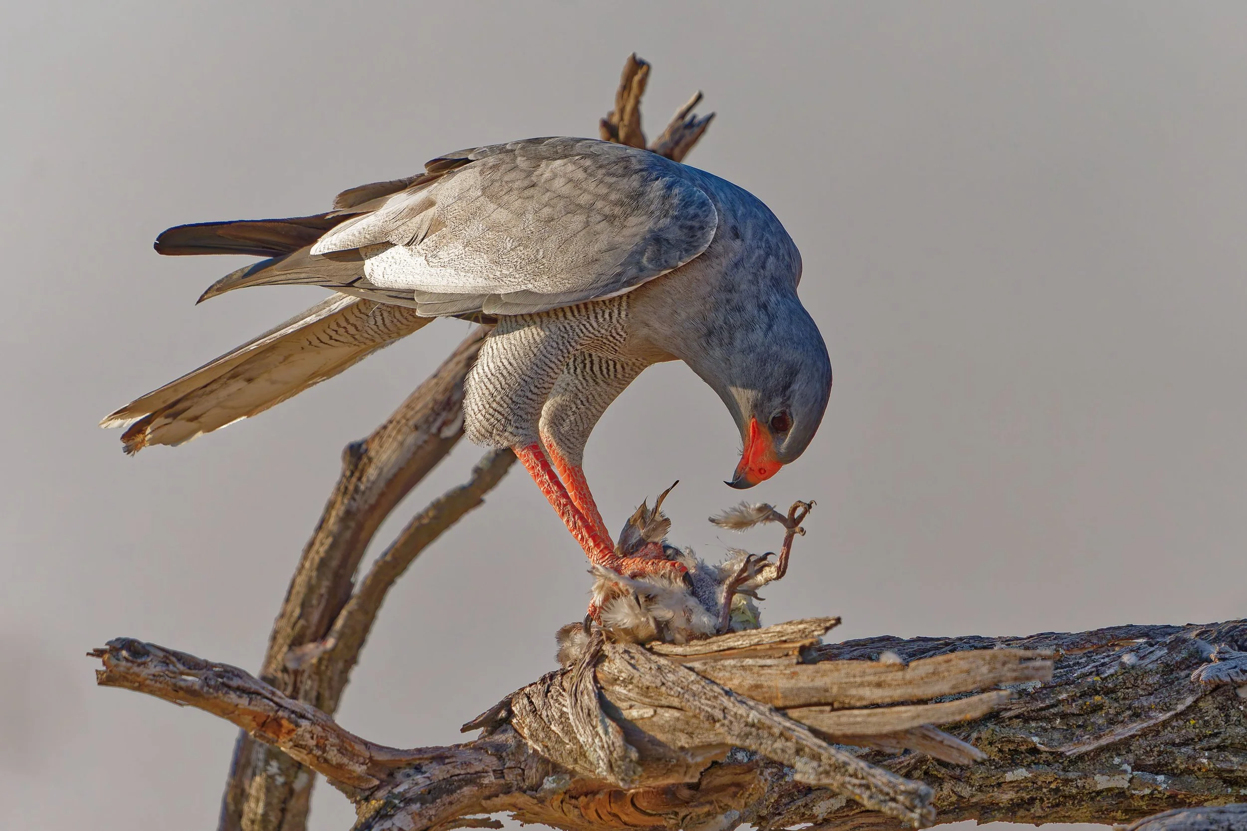 Gyrfalcon-2025_2216_DxO.jpg