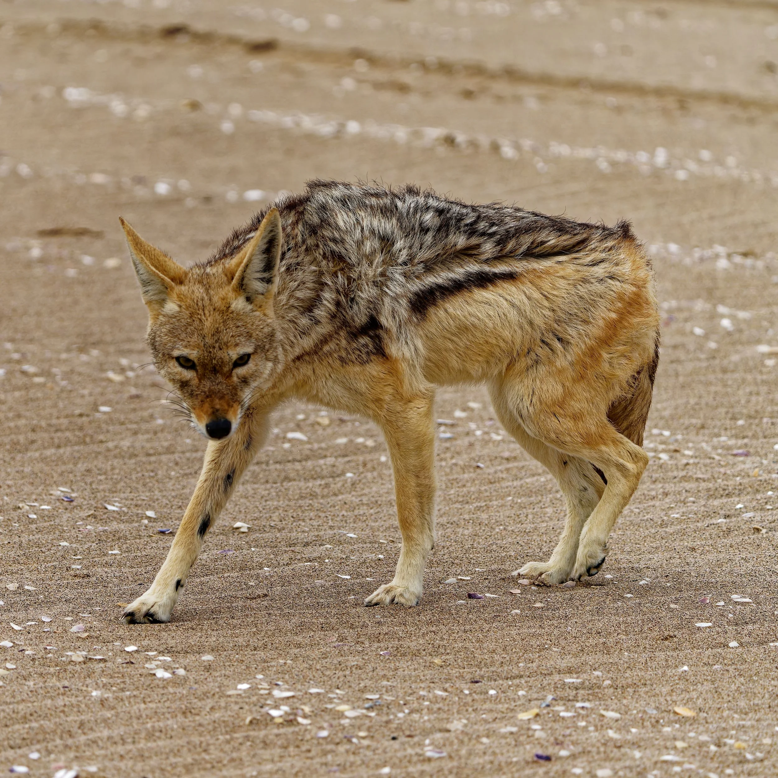 Namibia-2025_1174_DxO.jpg
