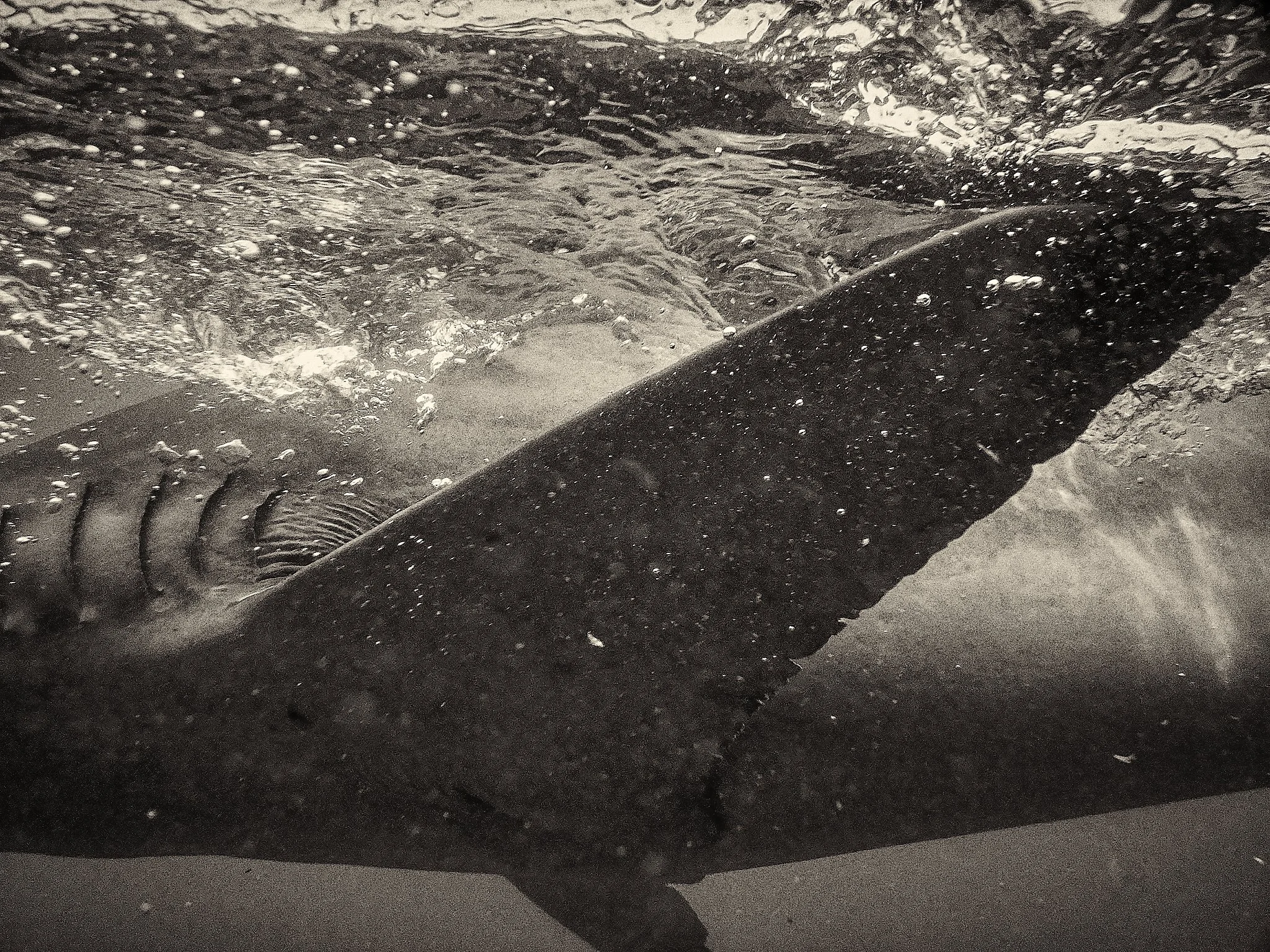 A close-up black-and-white photograph of a shark, partially submerged underwater, showing its head and part of its body as it swims near the water surface.