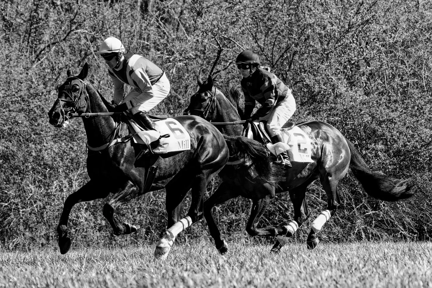 Black and white photo of three thoroughbred racehorses with jockeys racing on a grassy track, with trees in the background.