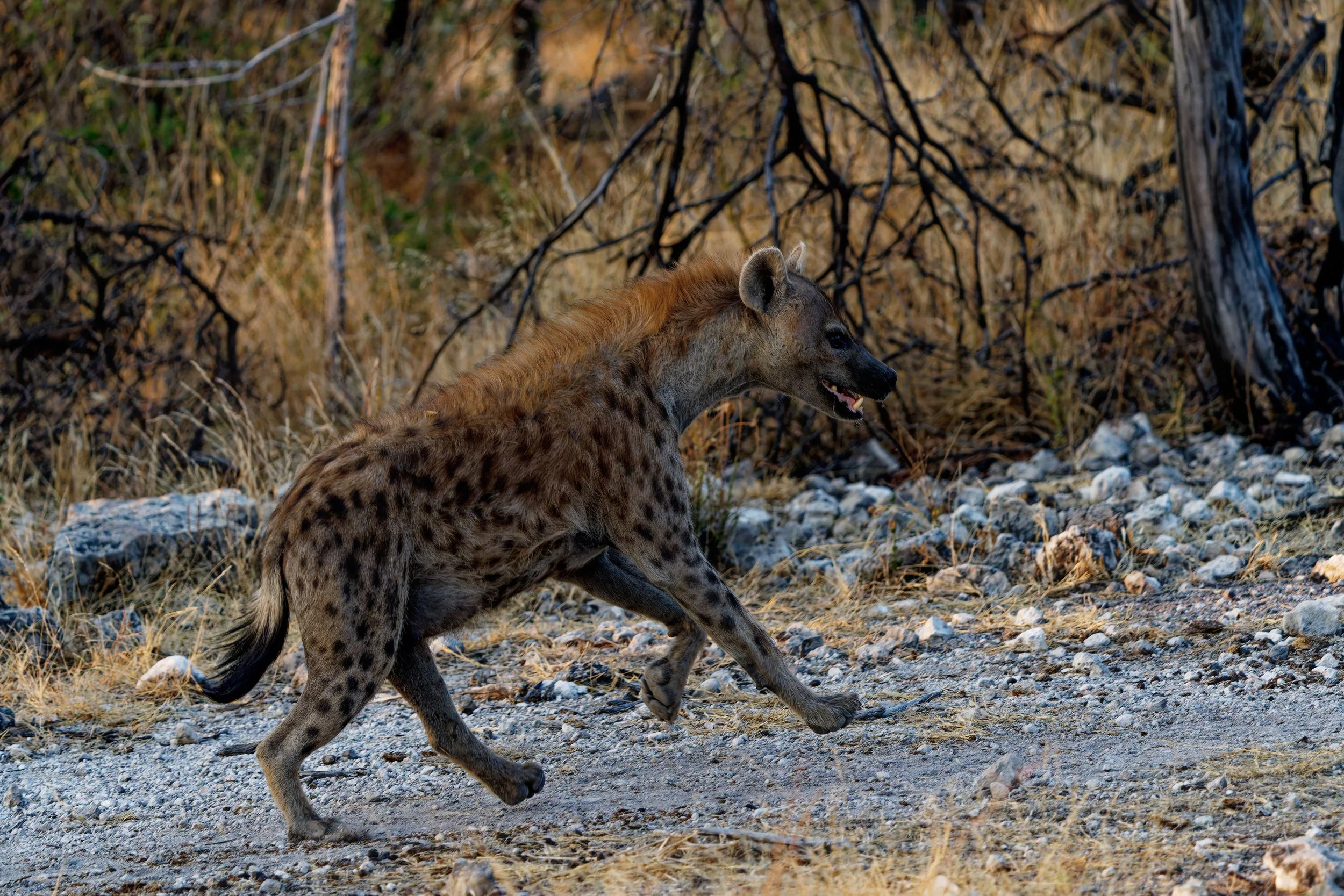 Namibia-2025_2307_DxO.jpg