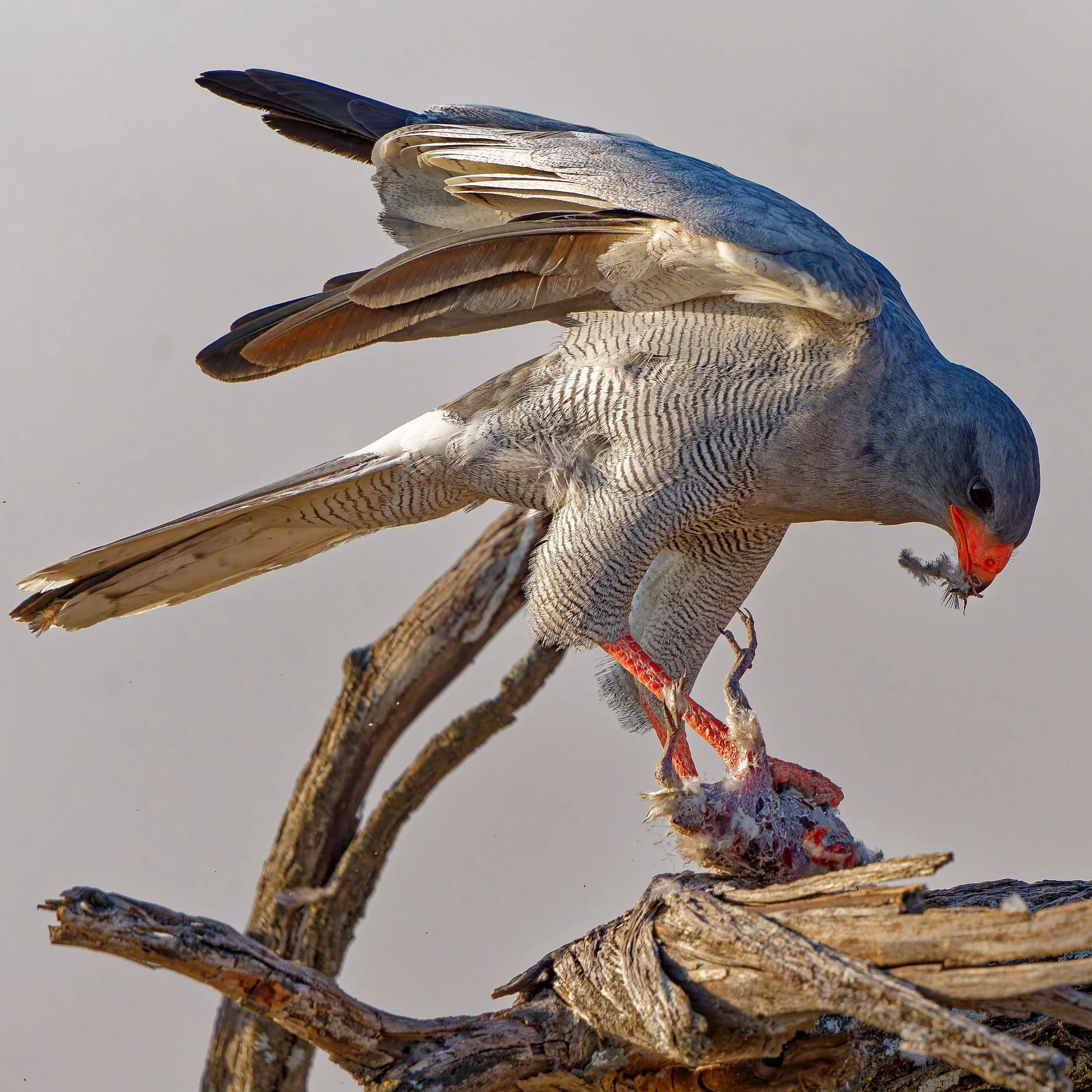 Gyrfalcon-2025_2254_DxO.jpg