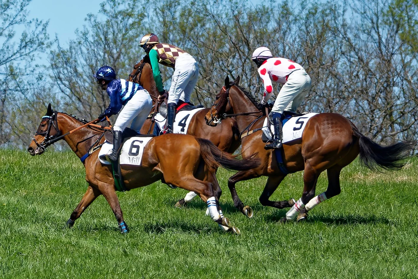 Three jockeys riding thoroughbred horses compete in a horse race on a grassy track, with trees and a clear blue sky in the background.