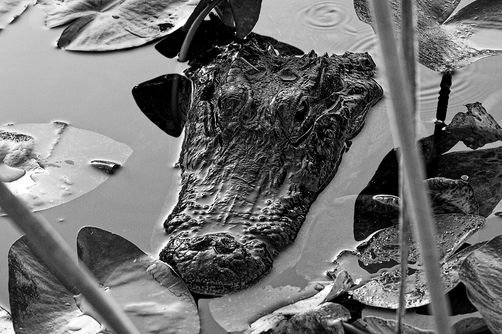 DSC00541_DxO_DxO.jpg