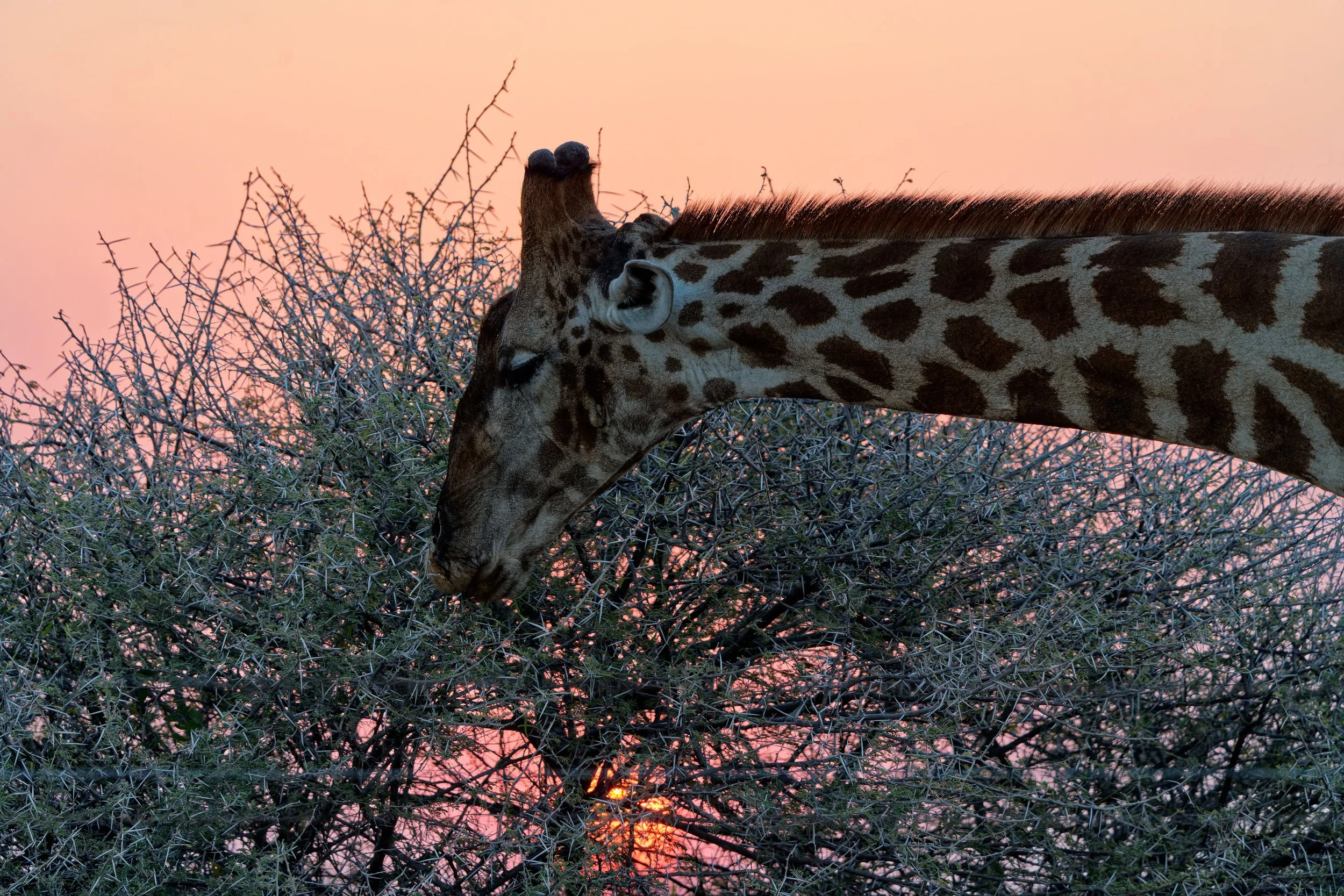 Namibia-2025_2363_DxO.jpg