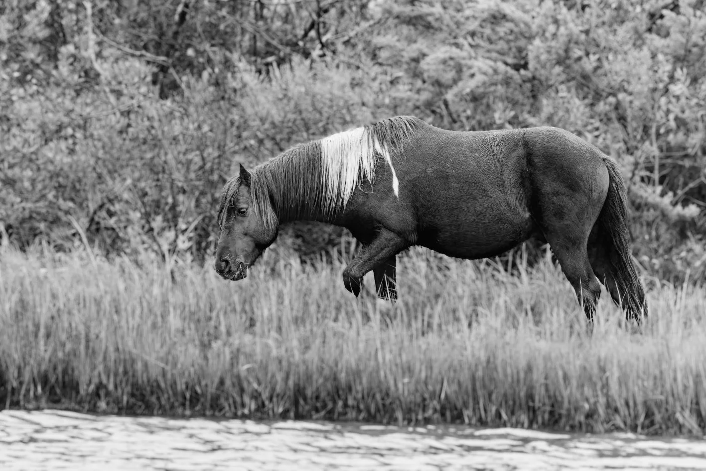 DSC02207.jpg