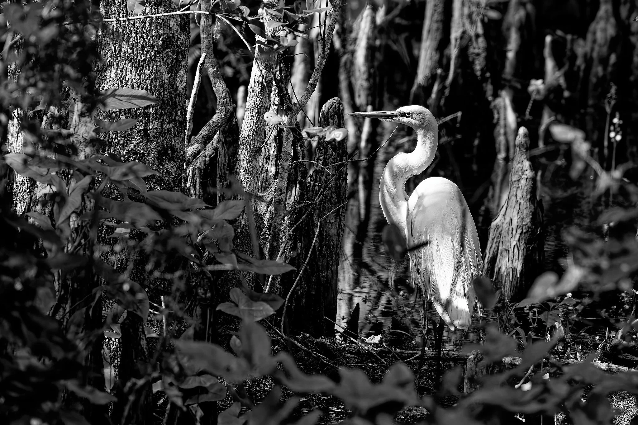 DSC00800_DxO.jpg