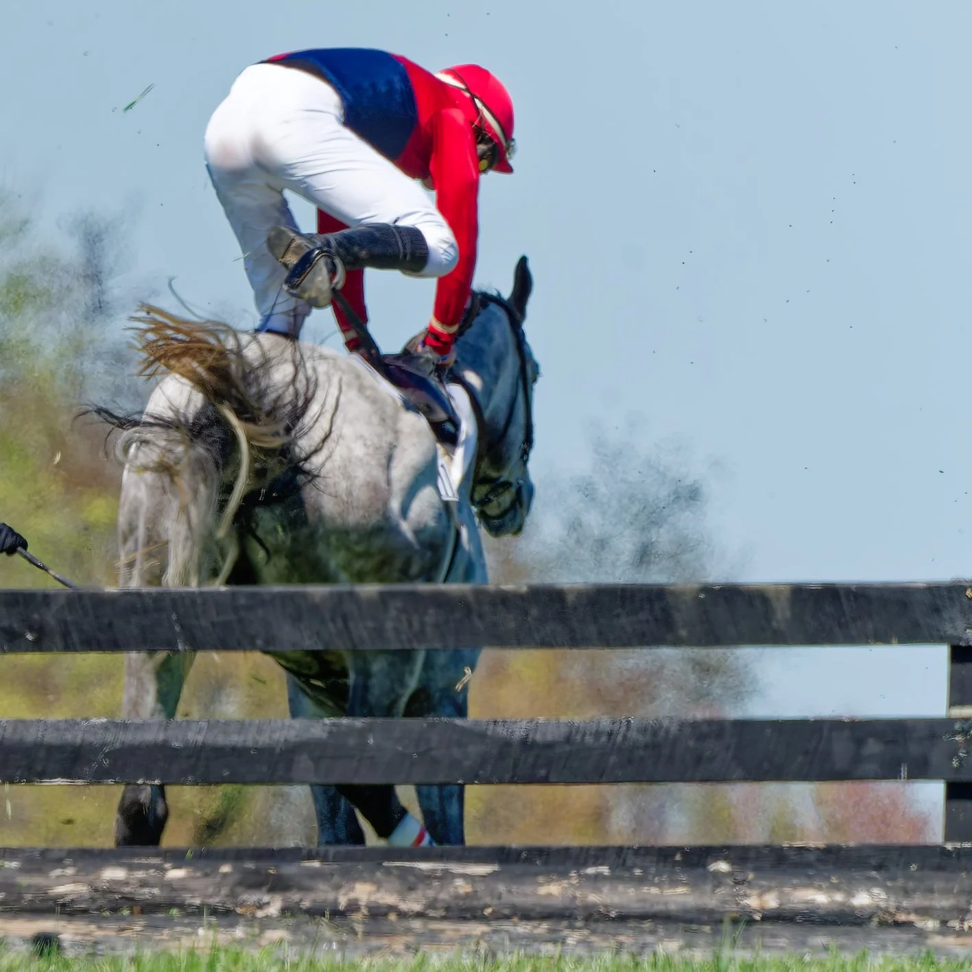 A jockey riding a gray horse jumps over a wooden hurdle during a steeplechase race.