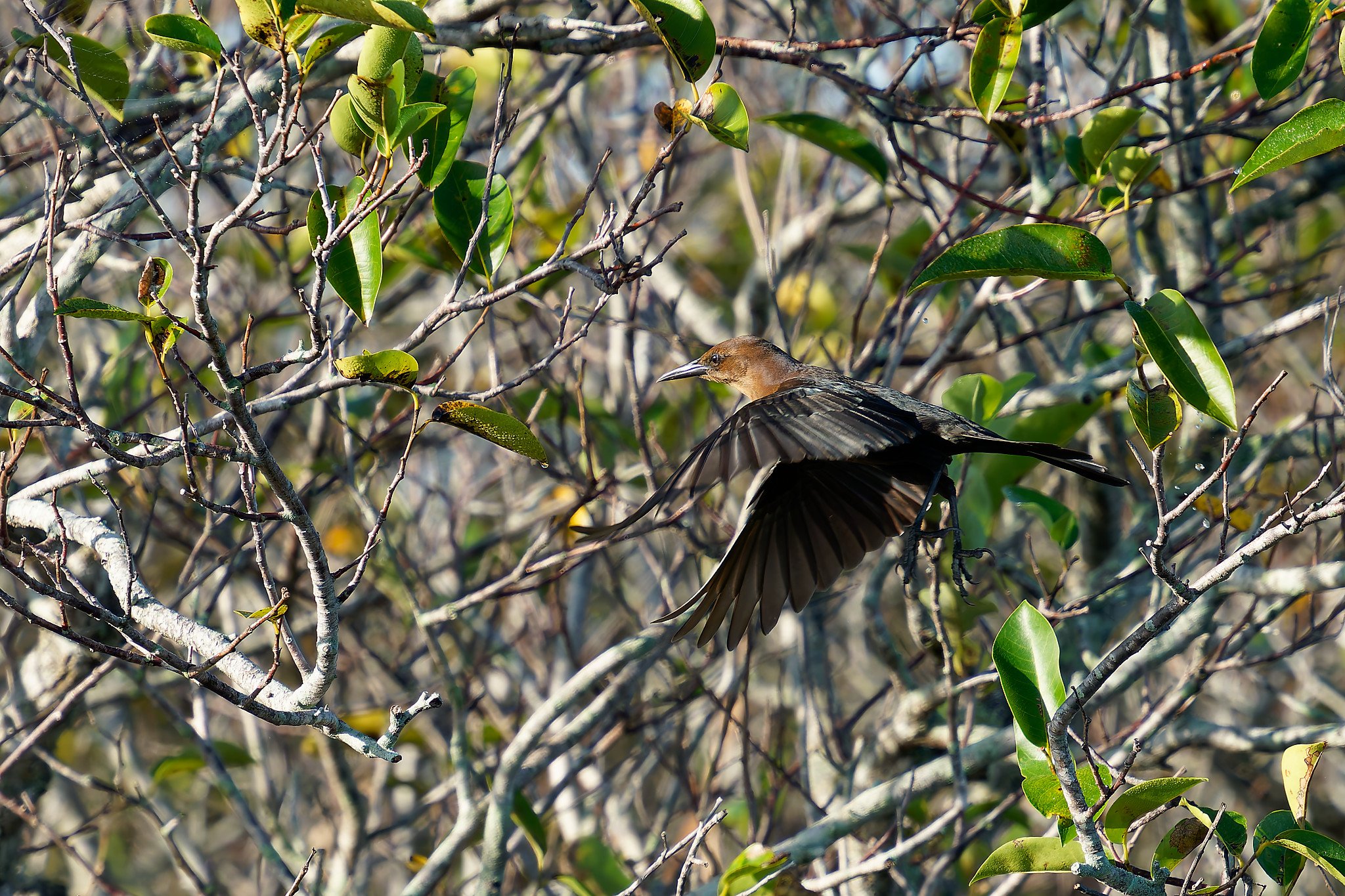 DSC00458_DxO.jpg