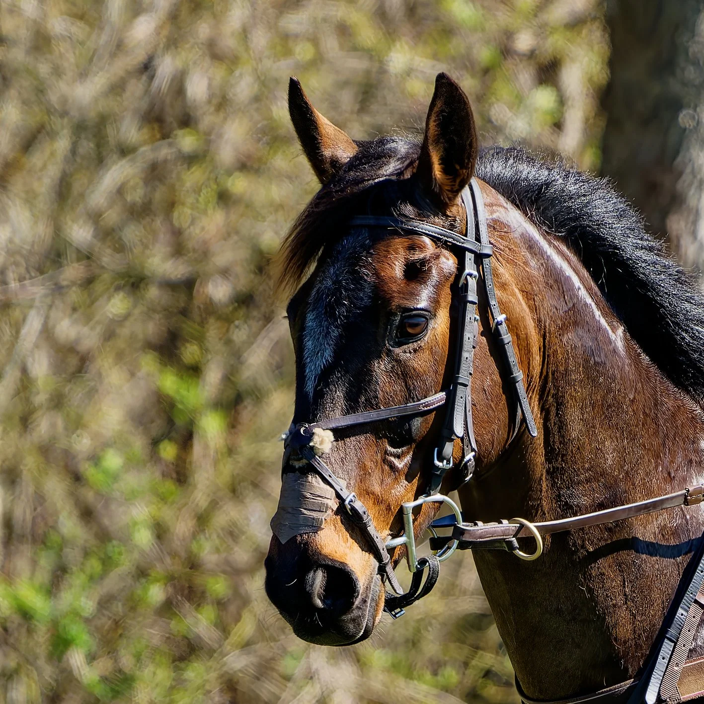 Close-up of a brown horse with a black mane wearing a bridle in an outdoor setting with trees and foliage in the background.