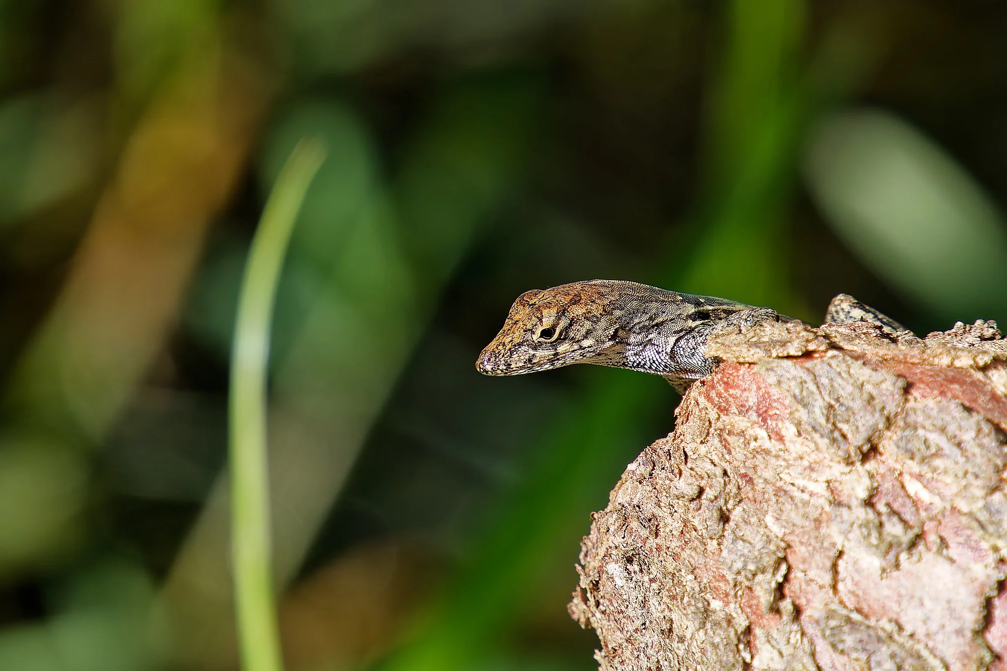 DSC00793_DxO.jpg