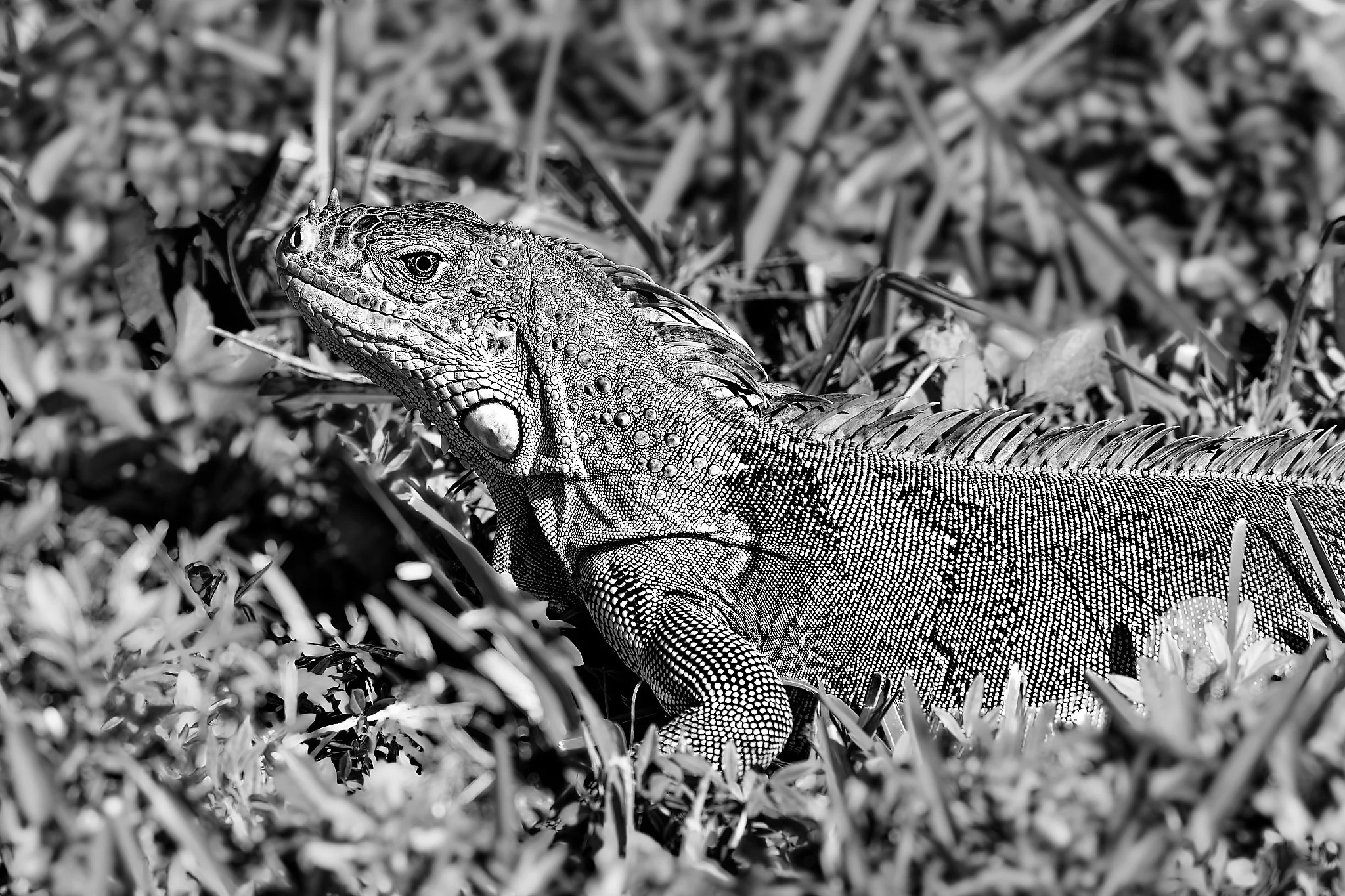 DSC01041_DxO_1.jpg