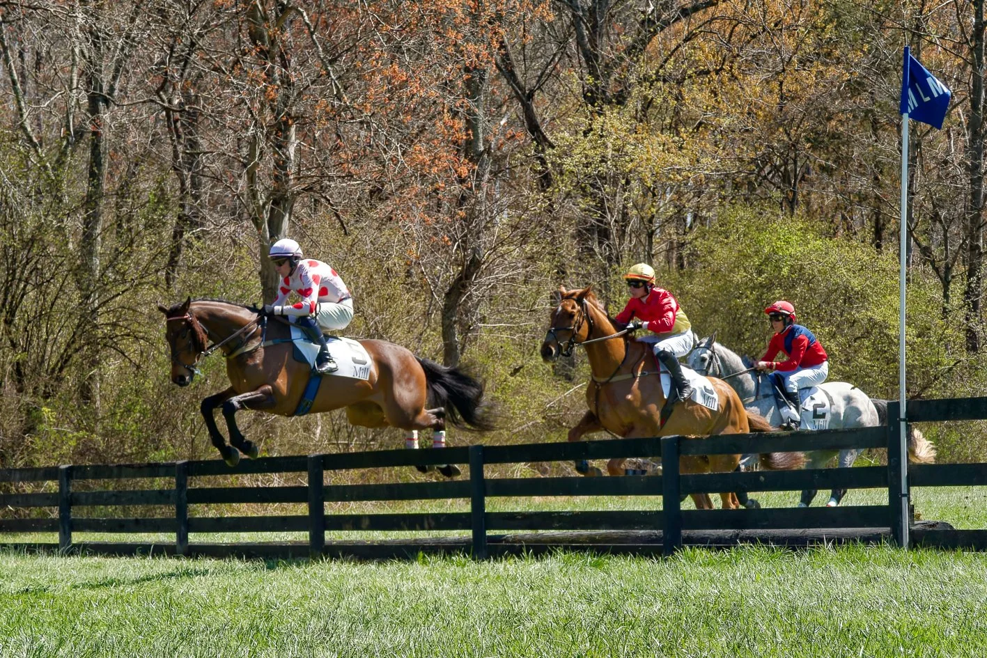 Horses and jockeys competing in a steeplechase race on a grassy track with trees in the background.