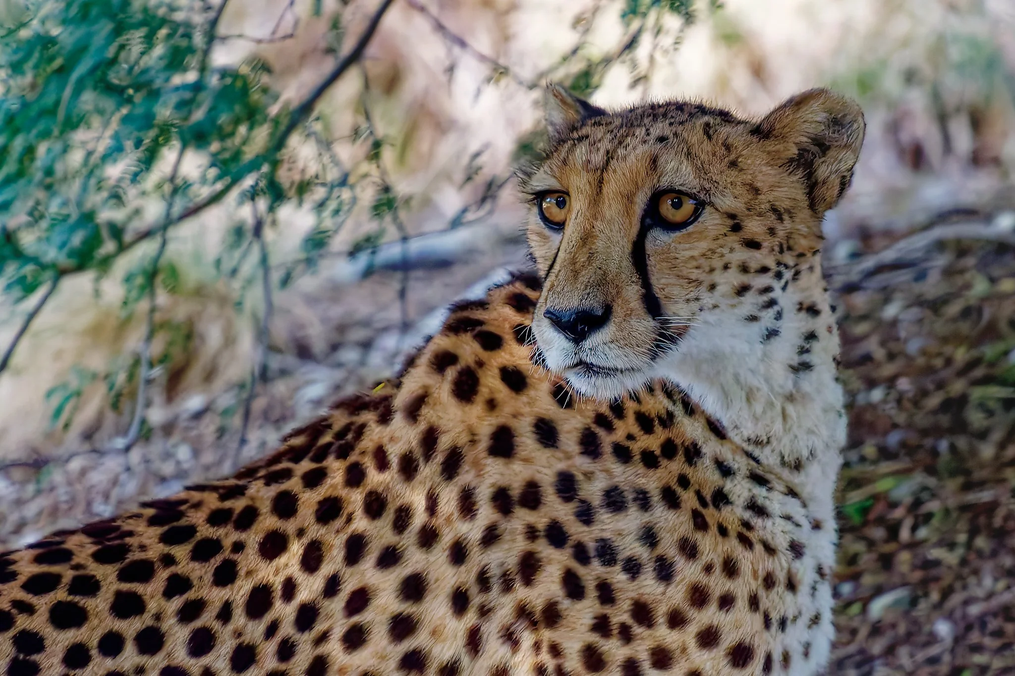Close-up of a cheetah resting on the ground with foliage in the background, looking over its shoulder.
