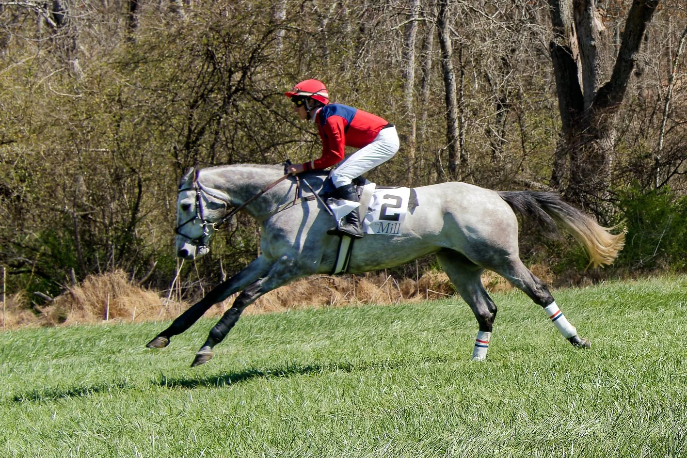 A jockey riding a gray racehorse on a grassy field during a horse race.