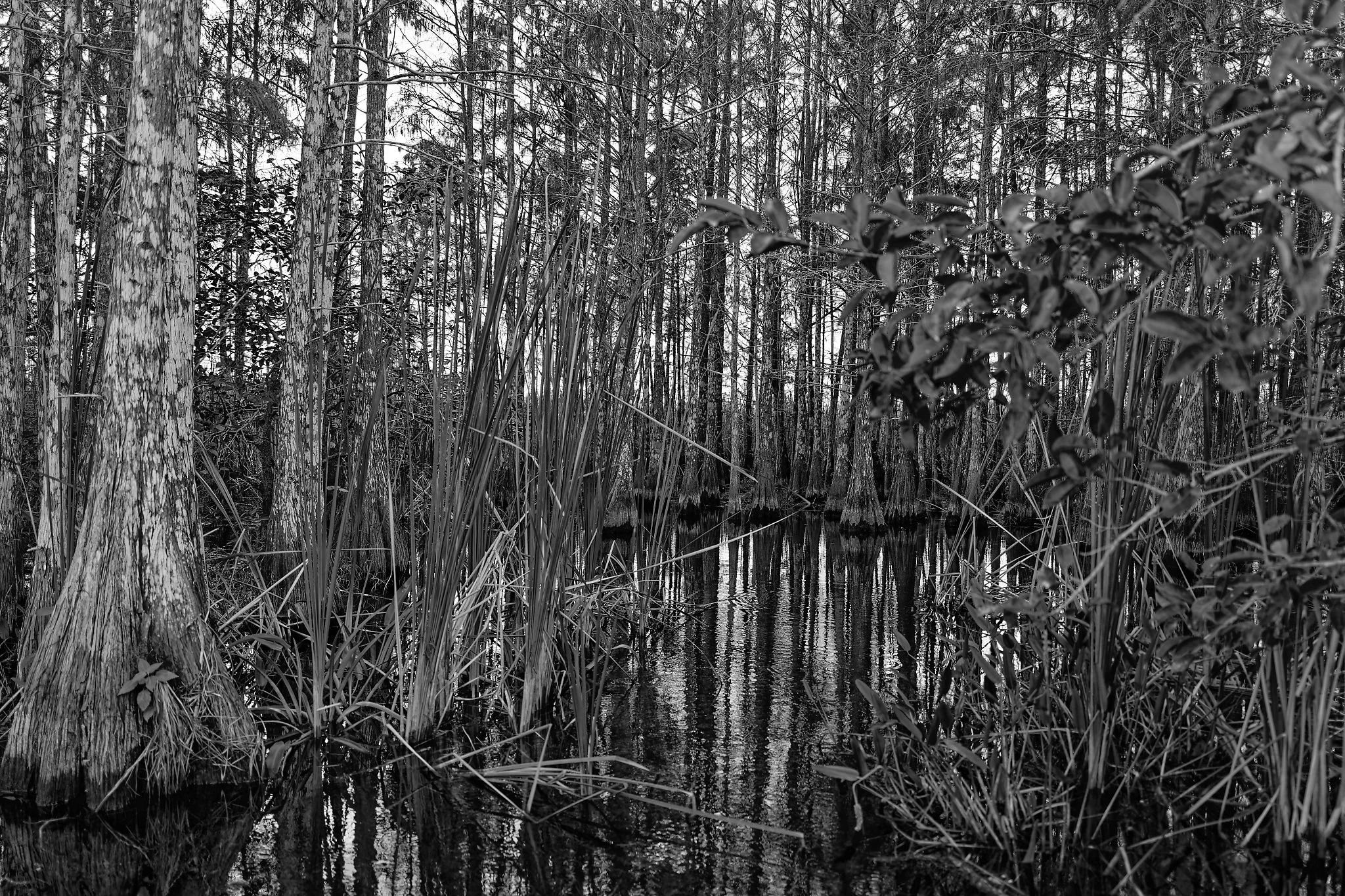DSC00860_DxO.jpg